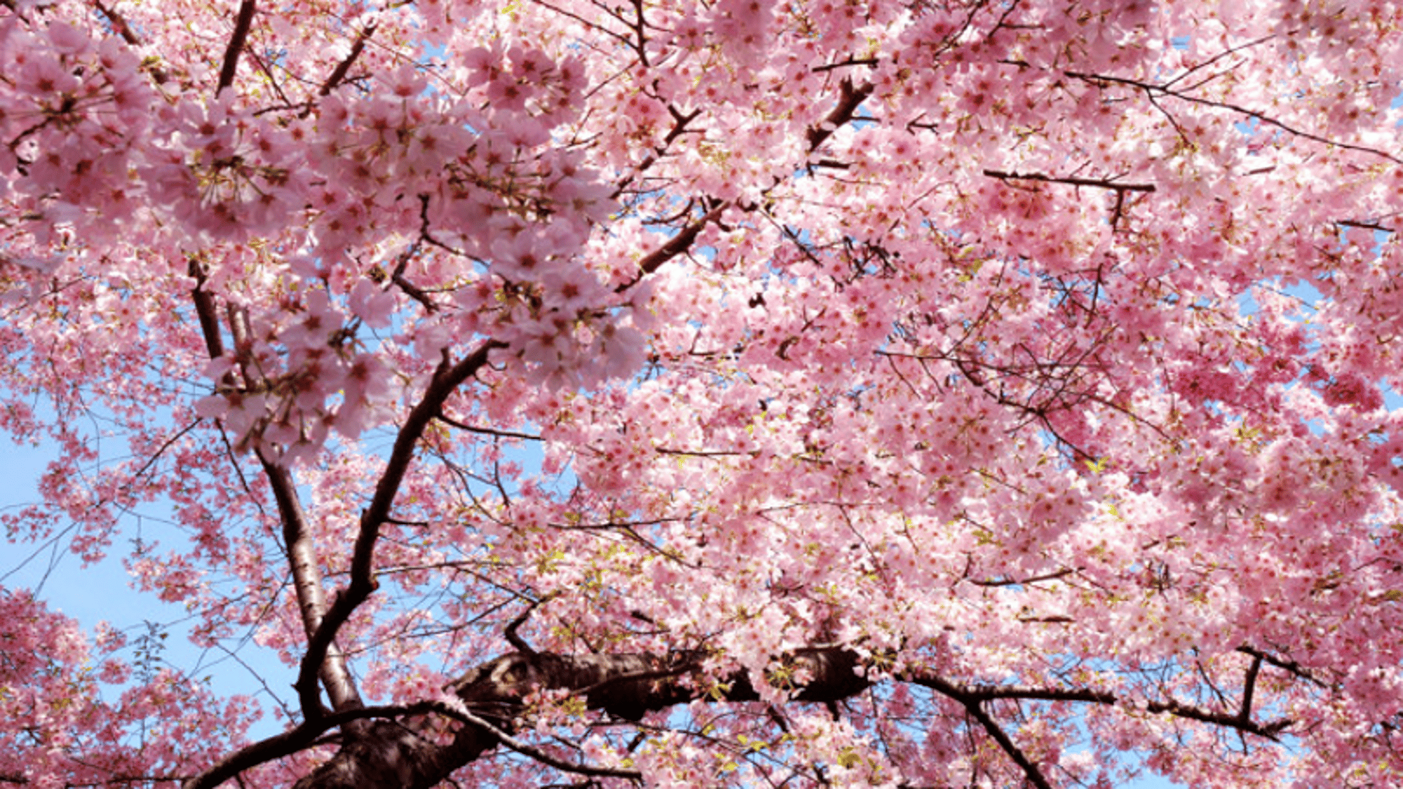 Sakura (short dom)