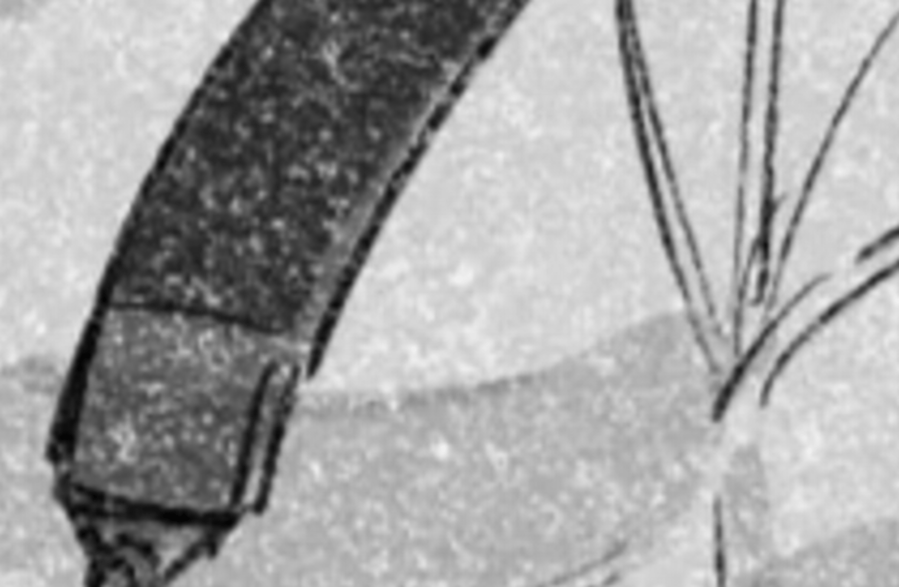 Taiyou