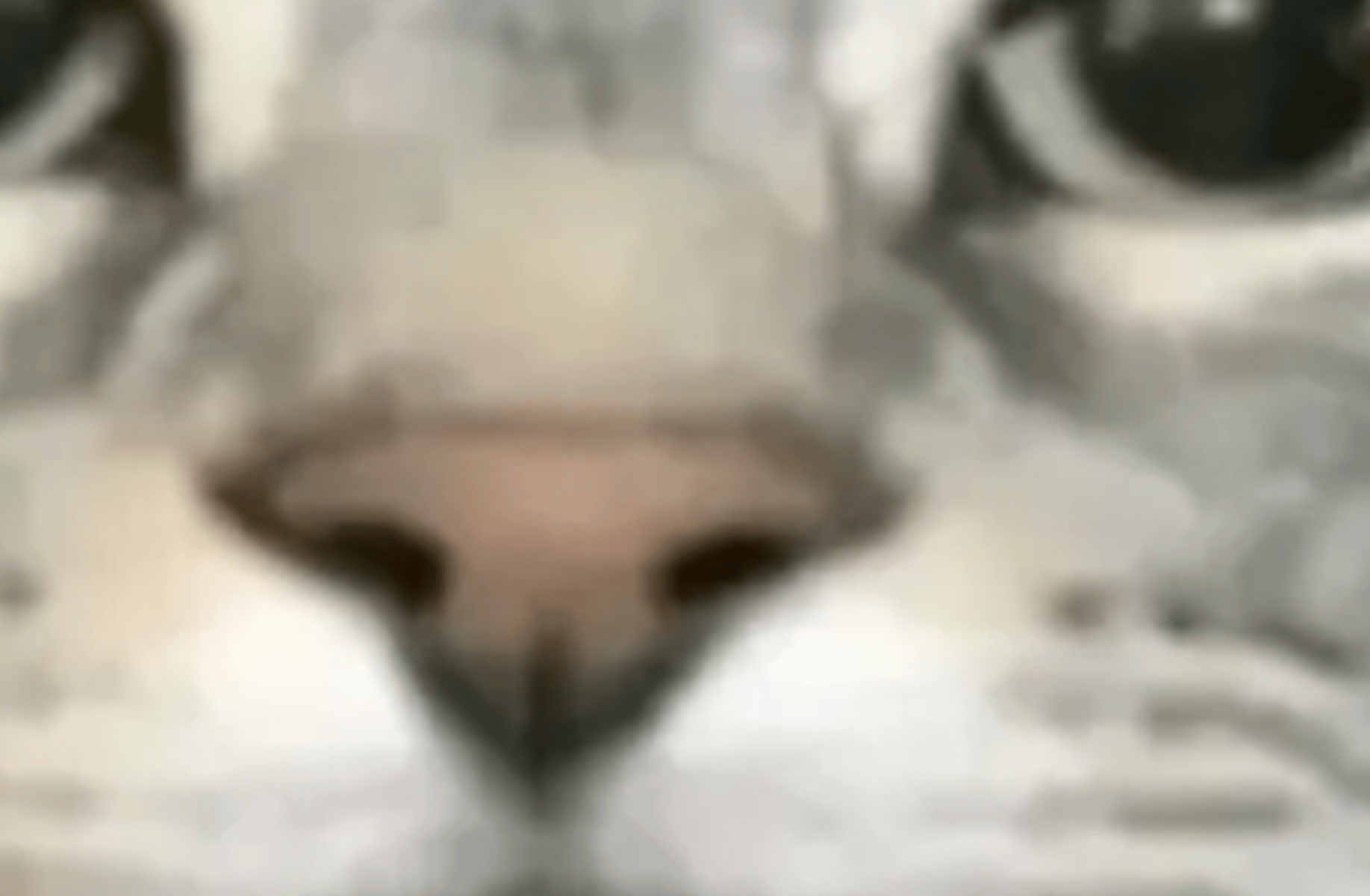 Yuji cat