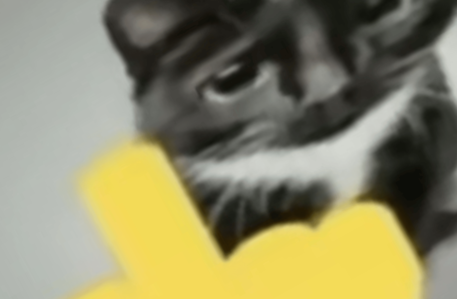 Stupid cat