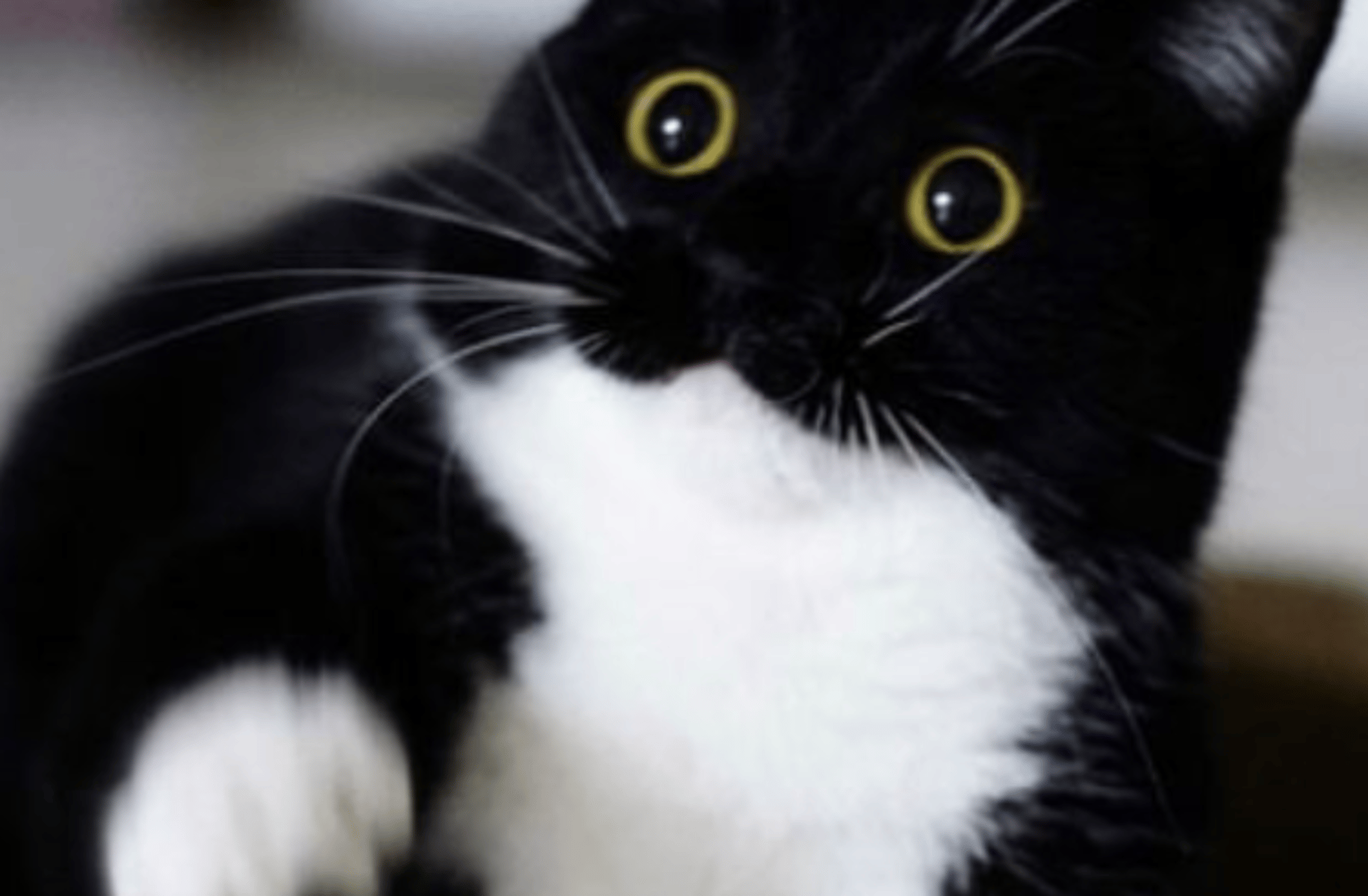 Uni the cat