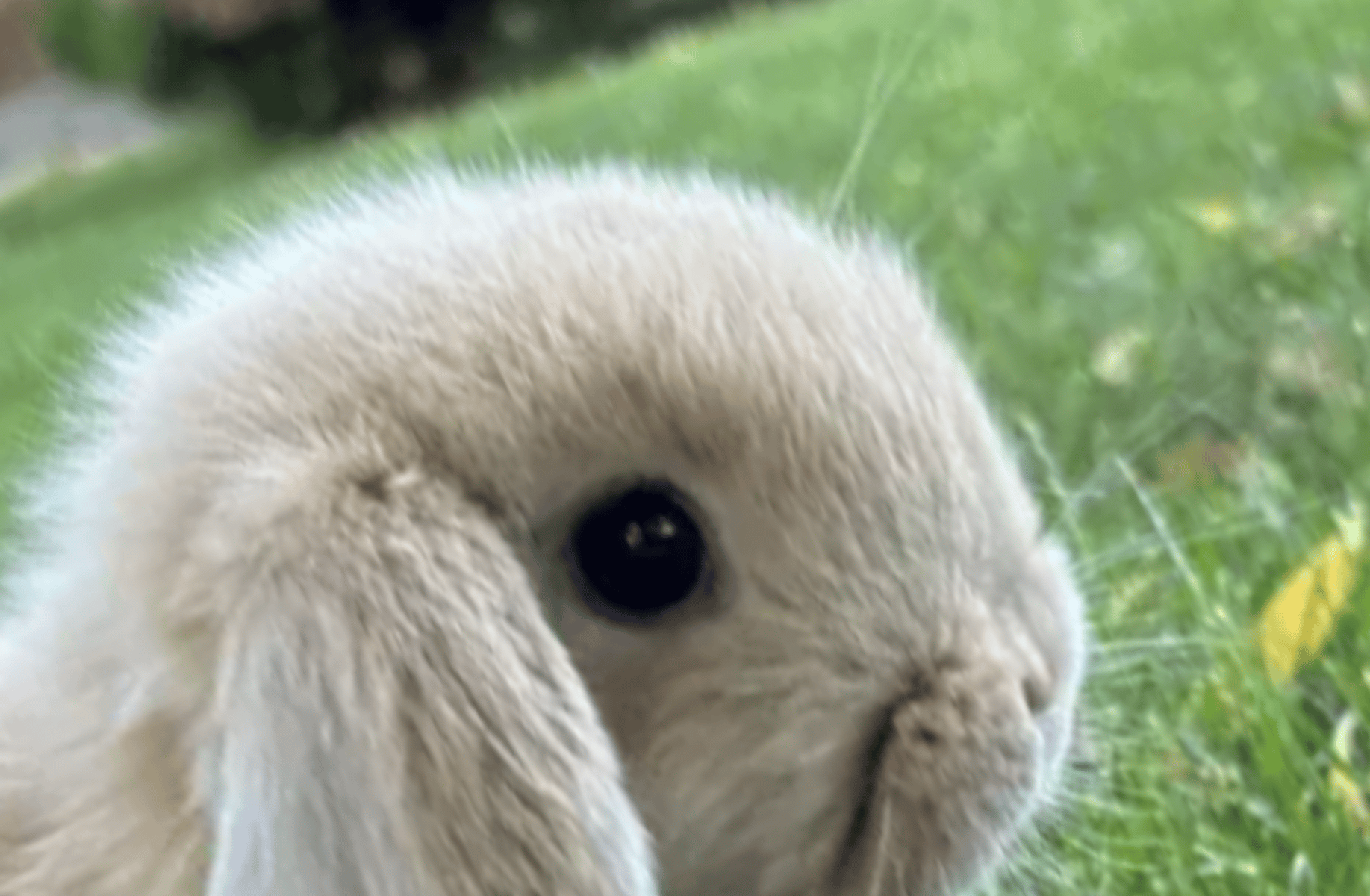 Rabbit