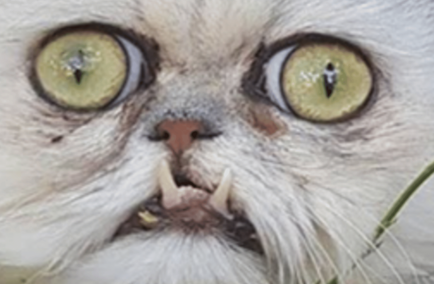 Cat ru