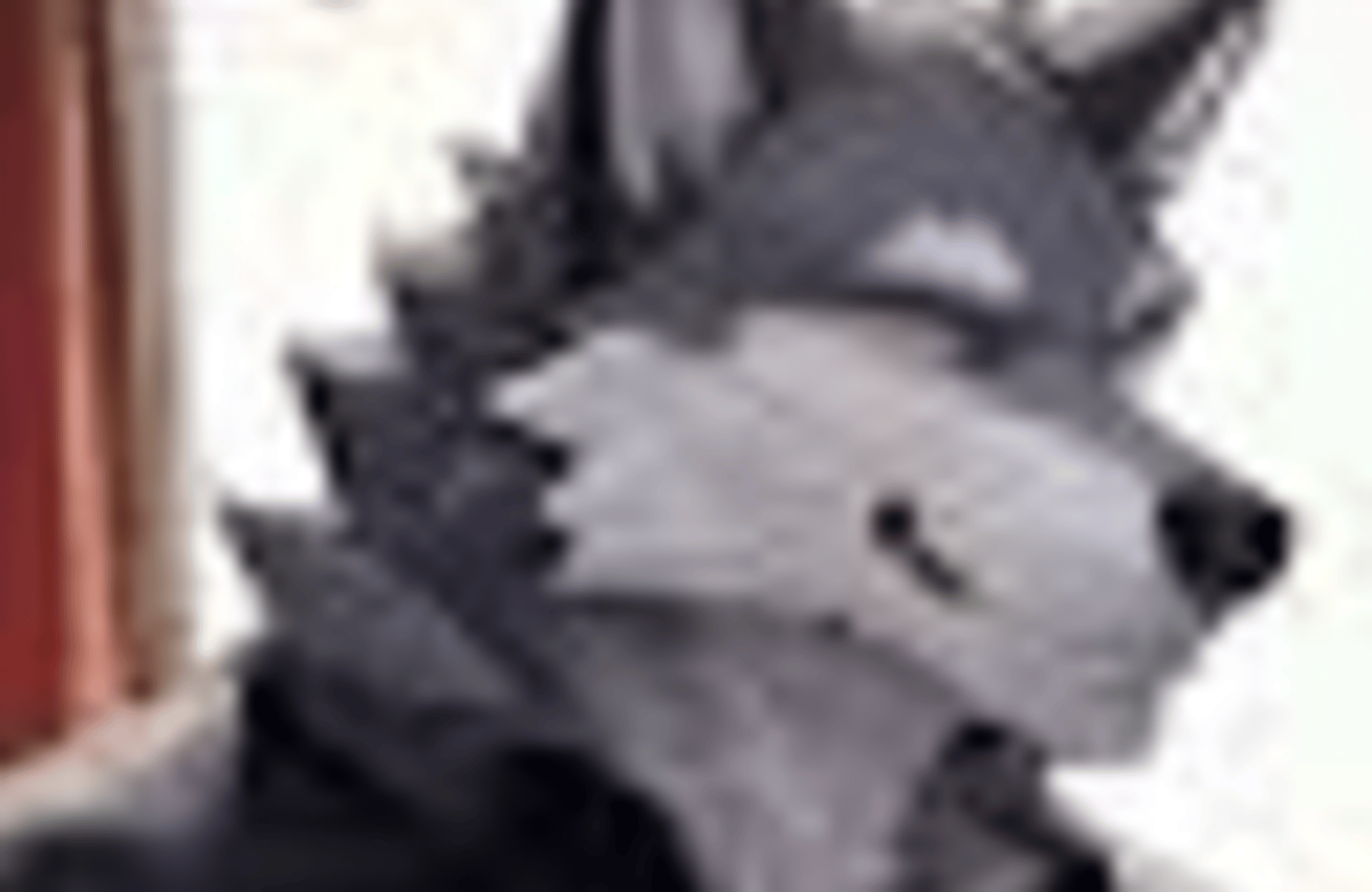 Dylan the Wolf