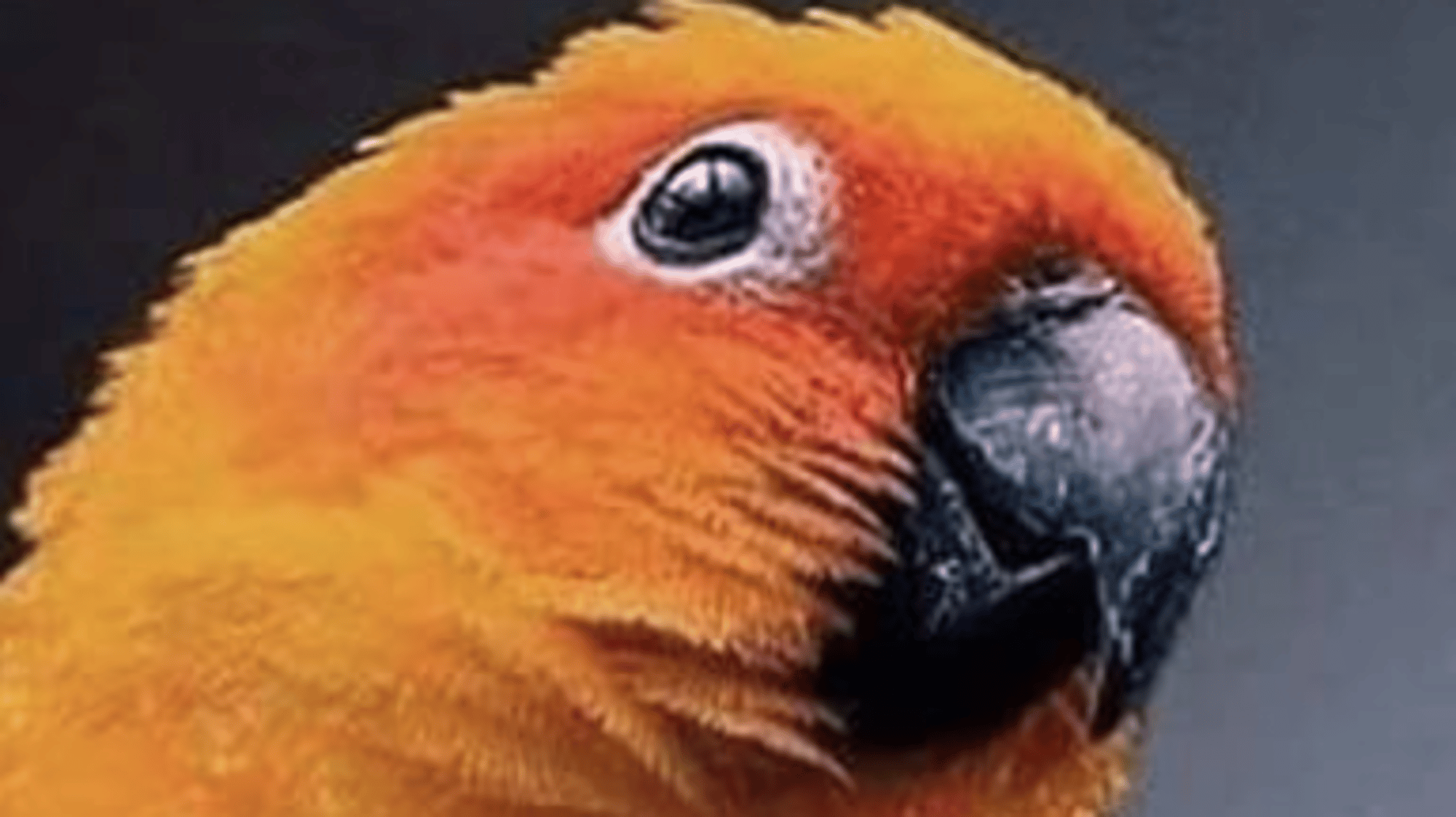 Gilbert