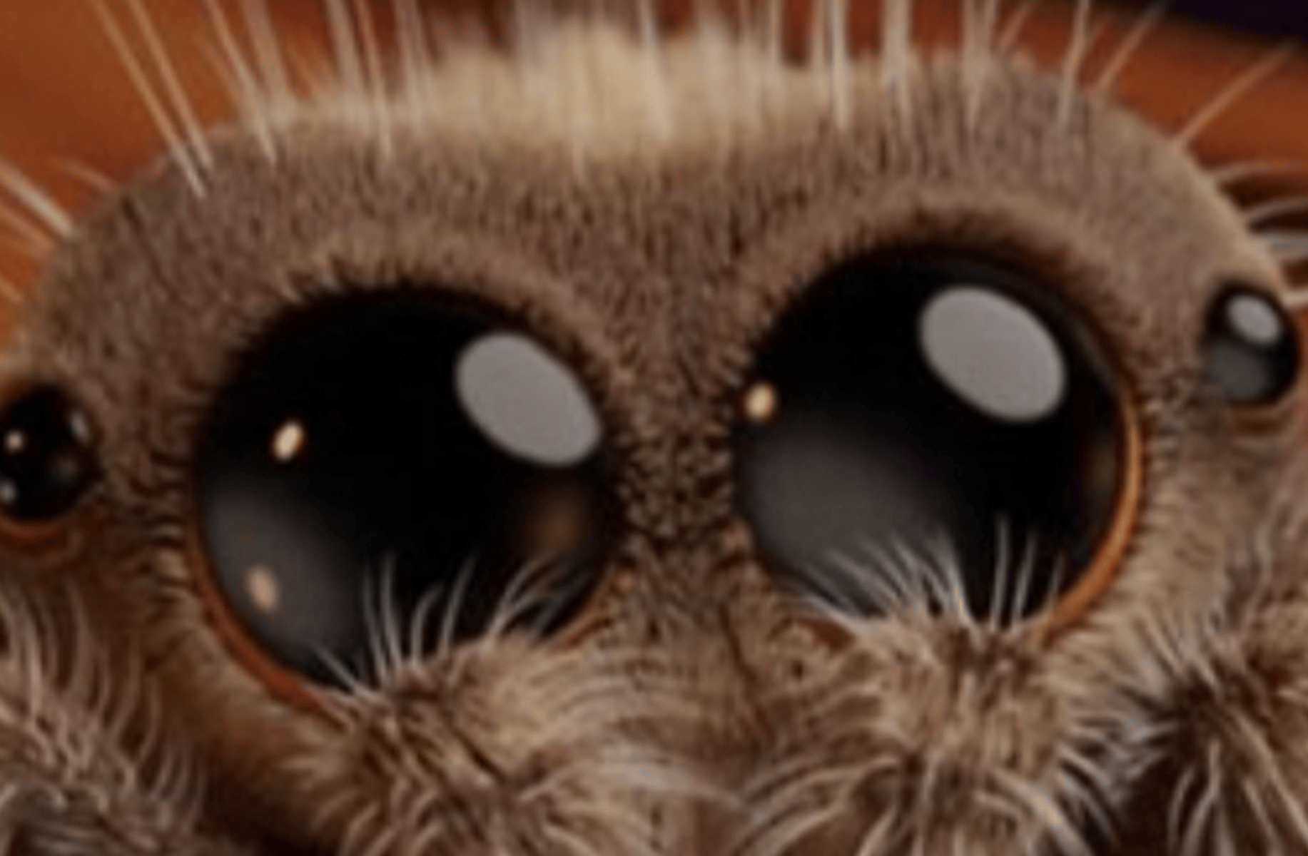 Jumping spider (original)