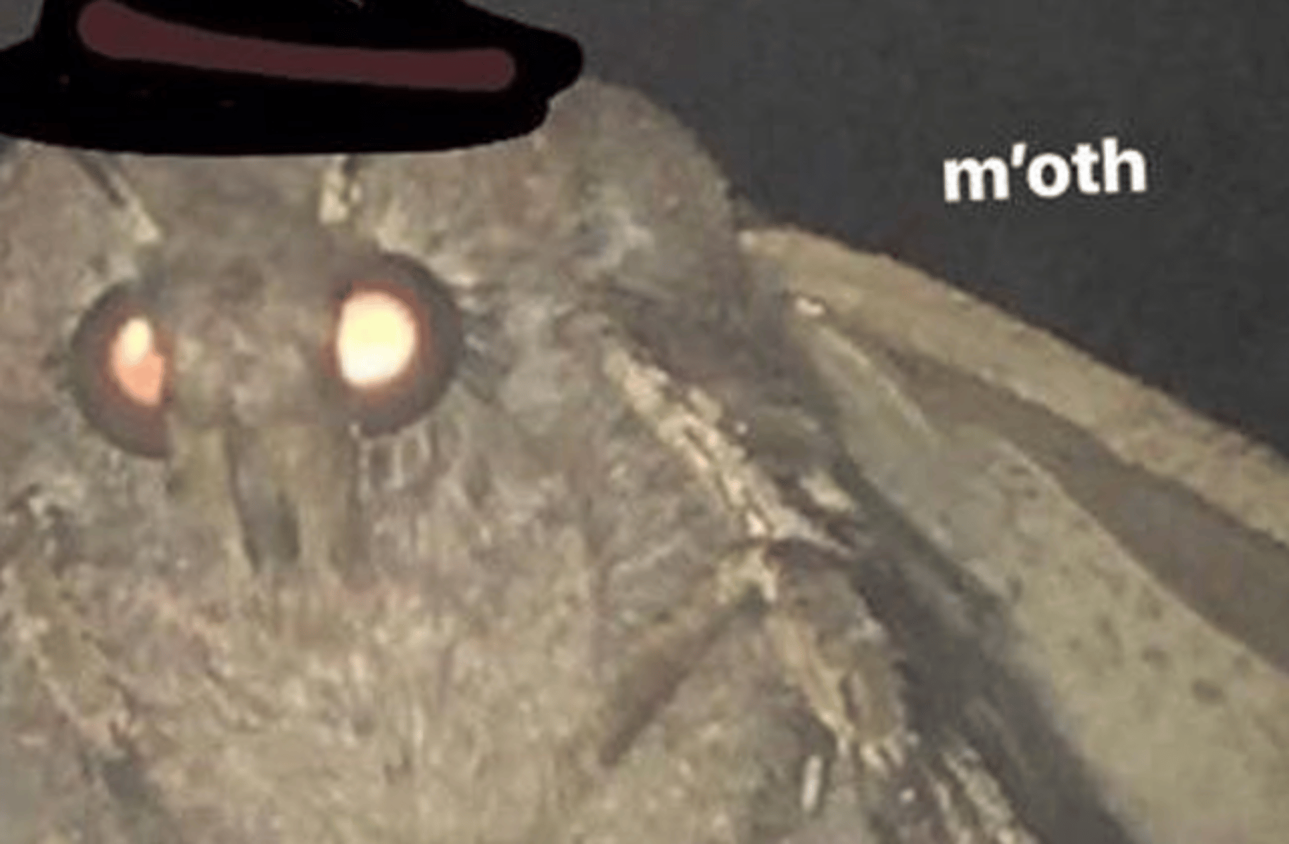 Travelling Moth Salesman