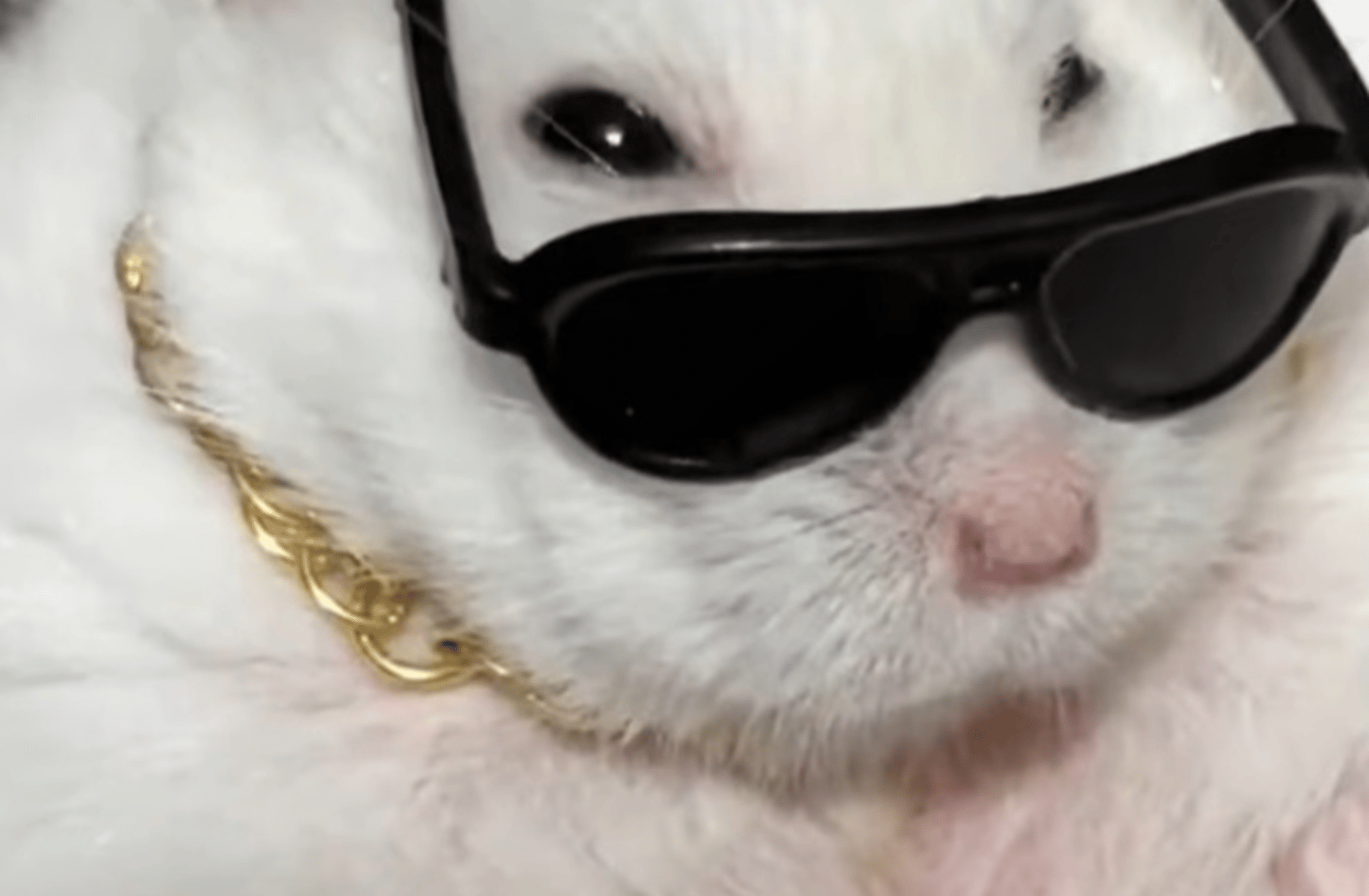 The giga Rat
