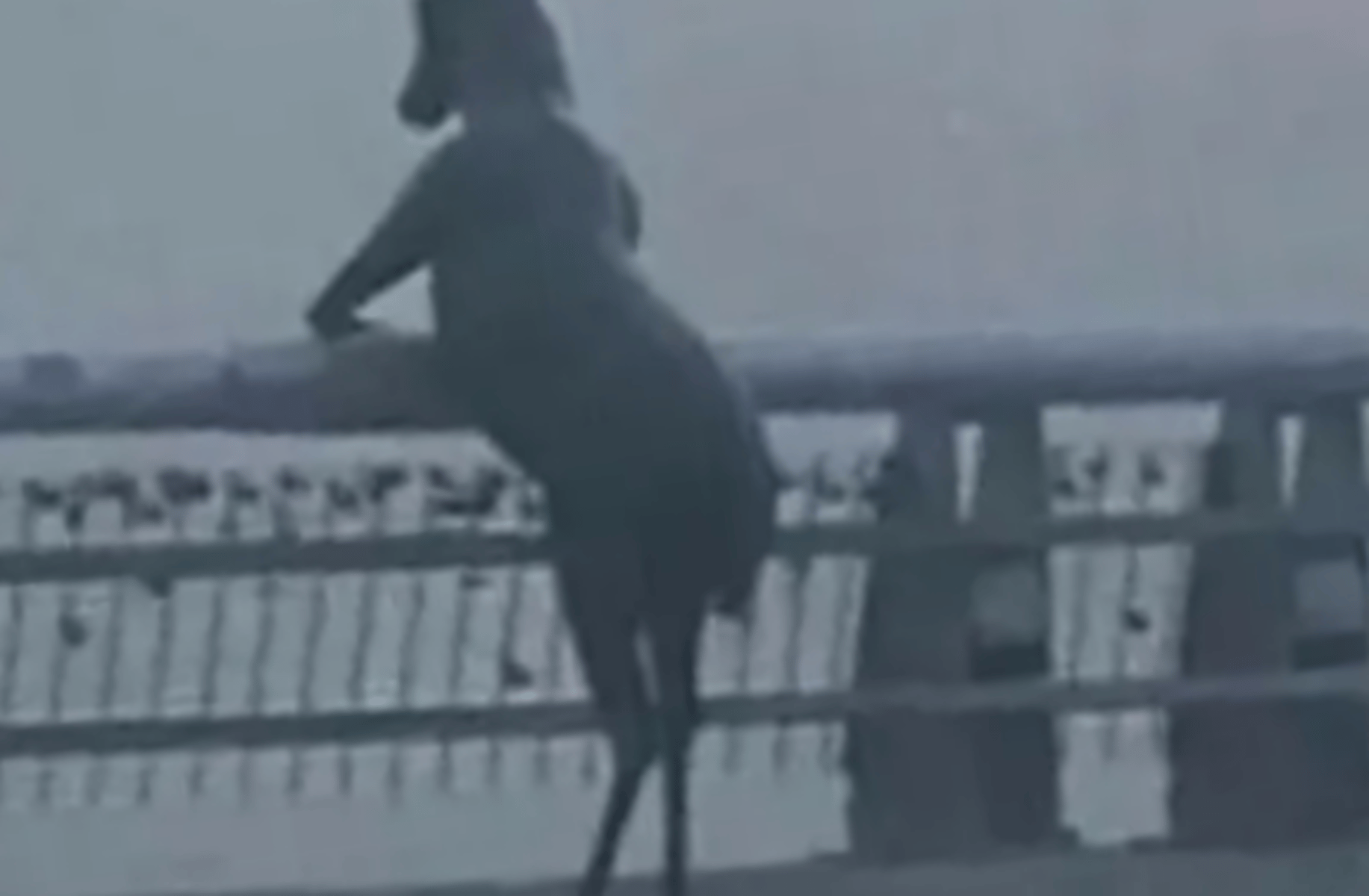 Deer in a bridge