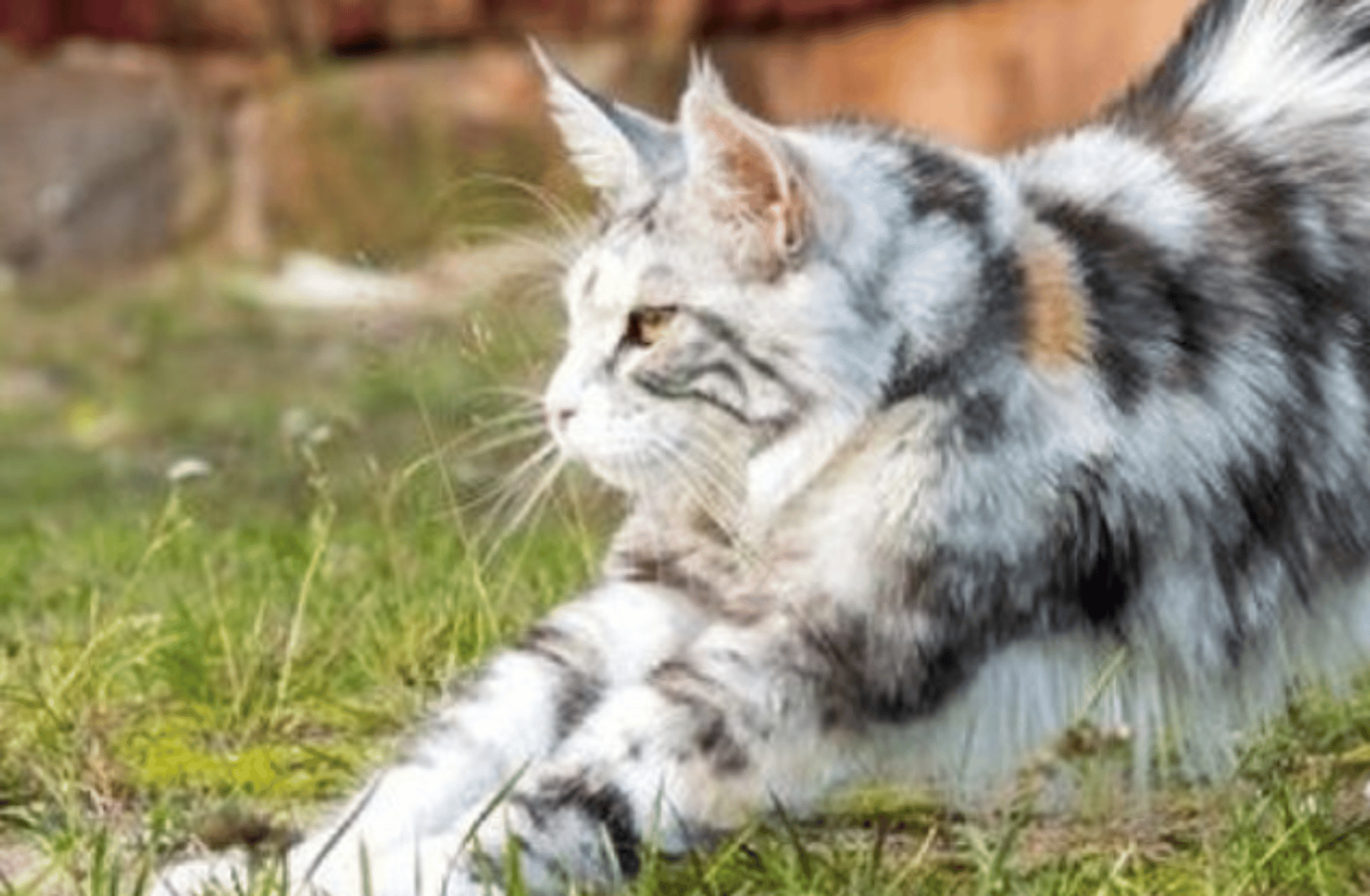 Warriorcats