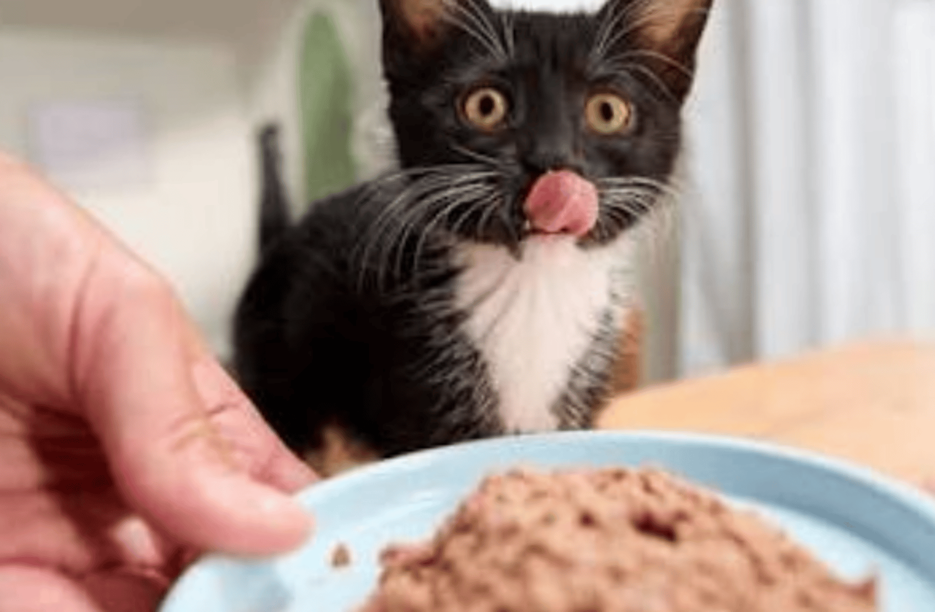 Ashley Graves (p3do)