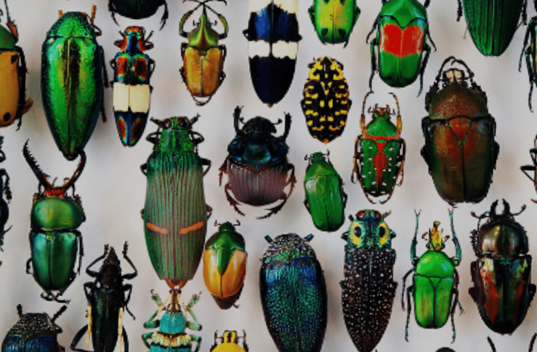 Insect and bug RPG.
