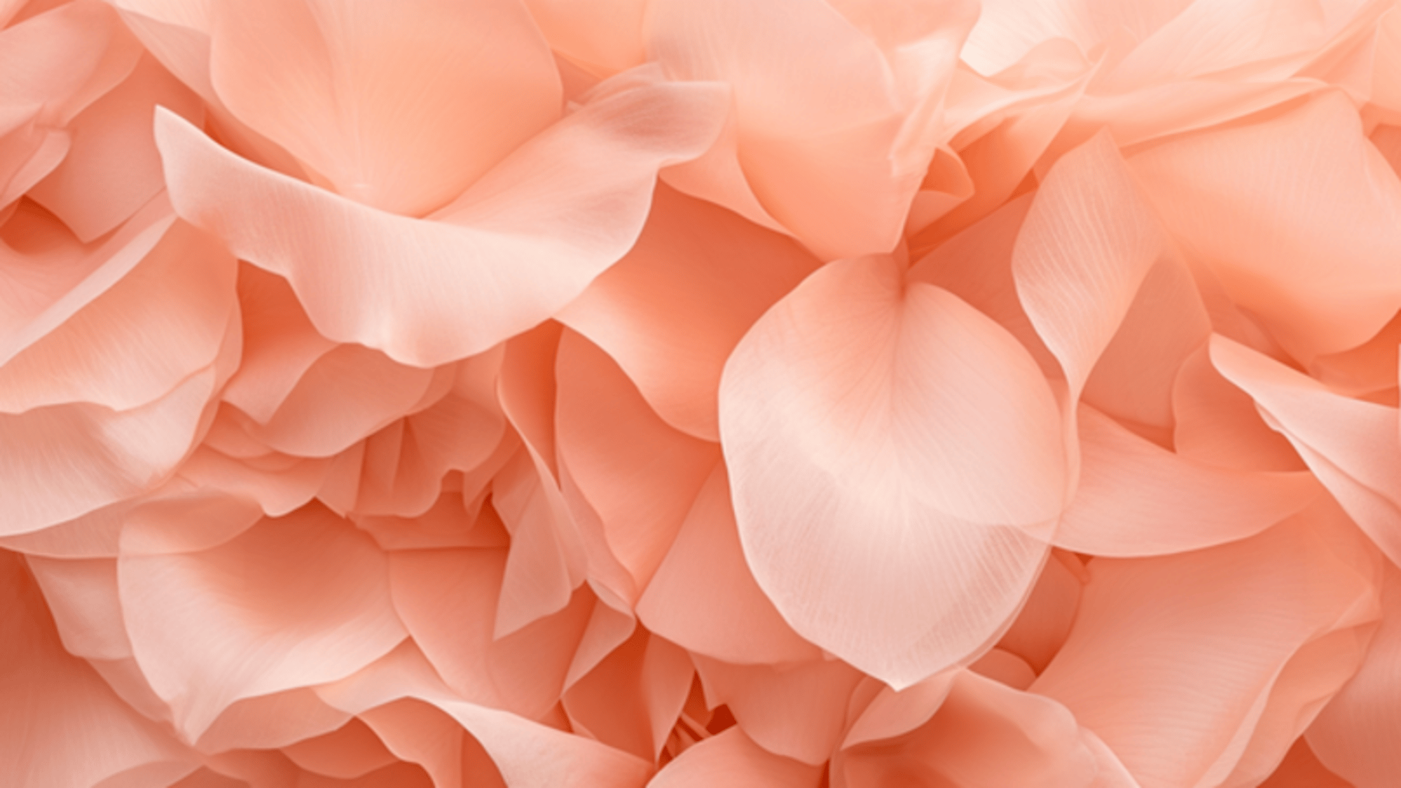 Peach blossom