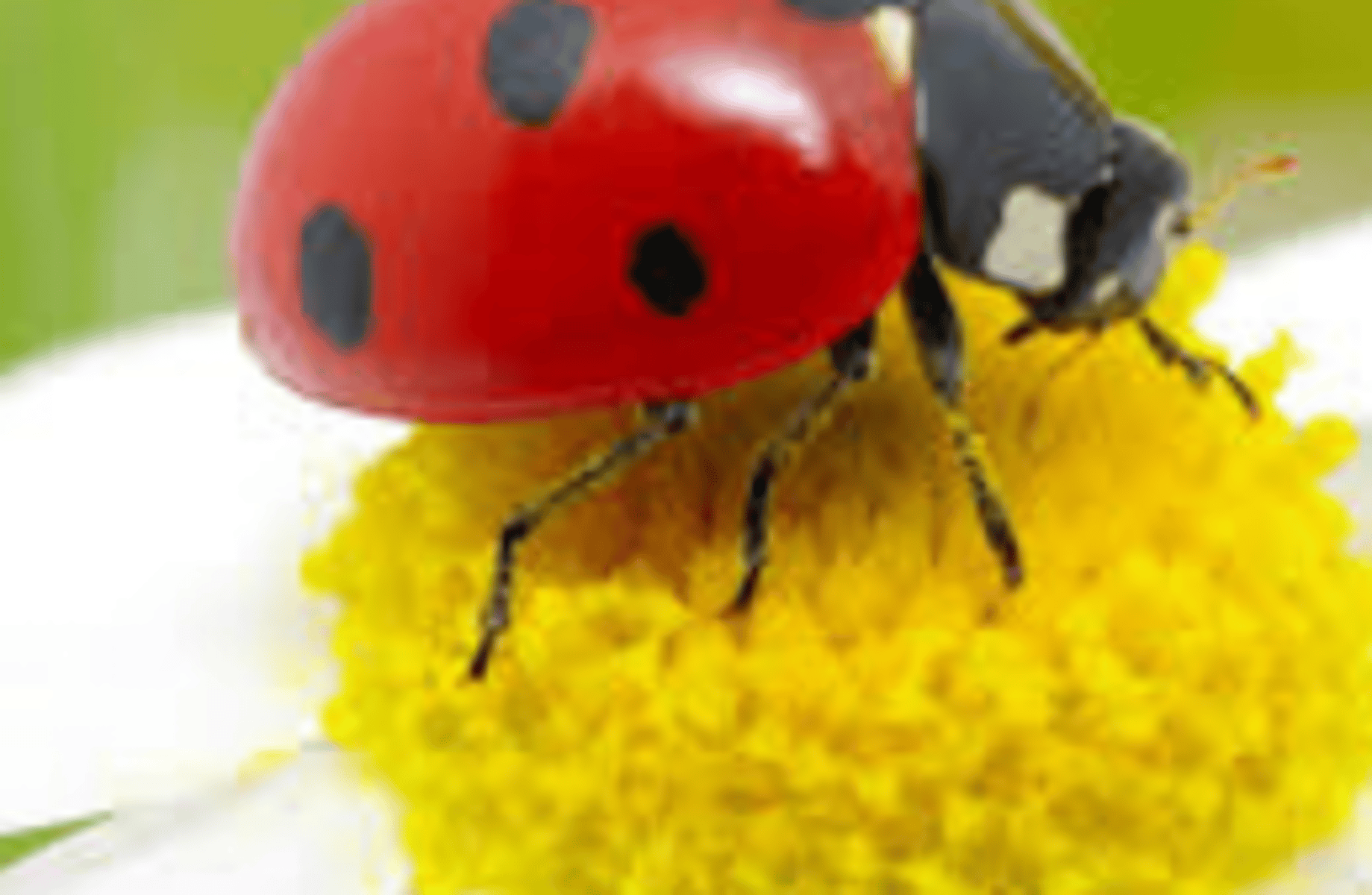 Ladybug