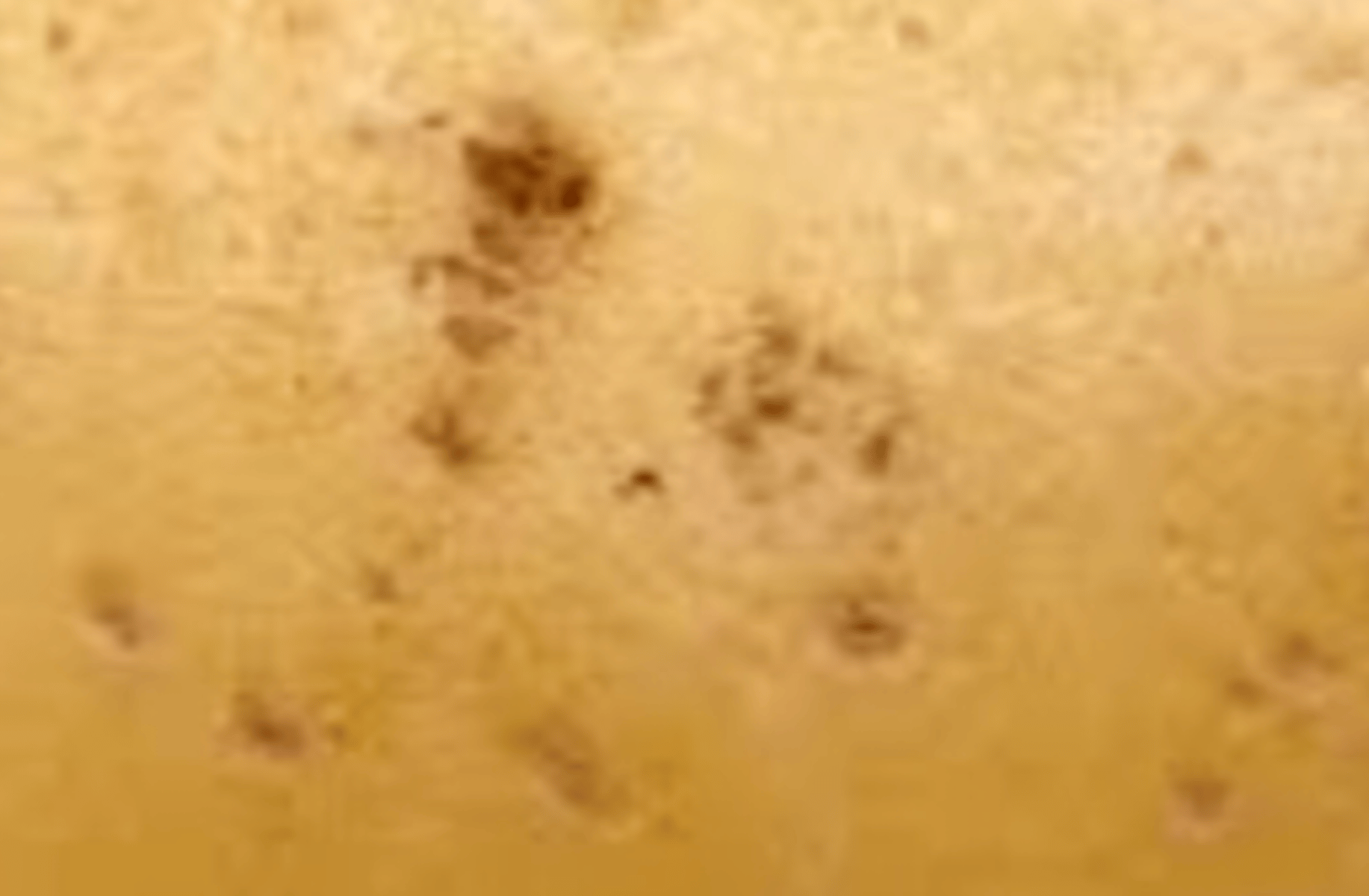 Potato
