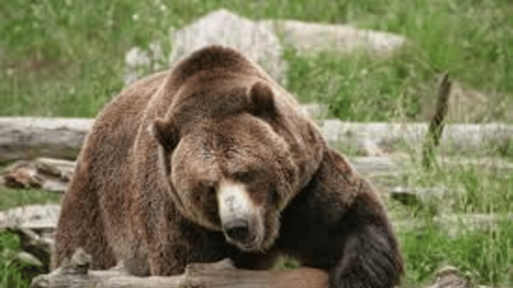 Male Grizzly Bear