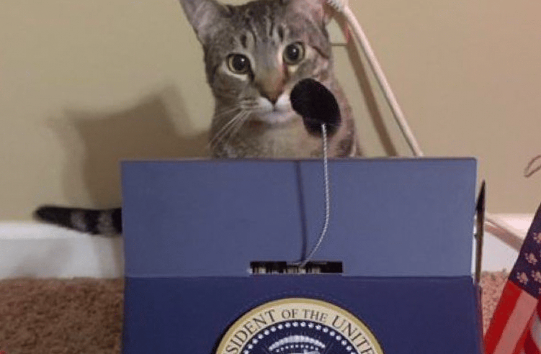 Political Cat