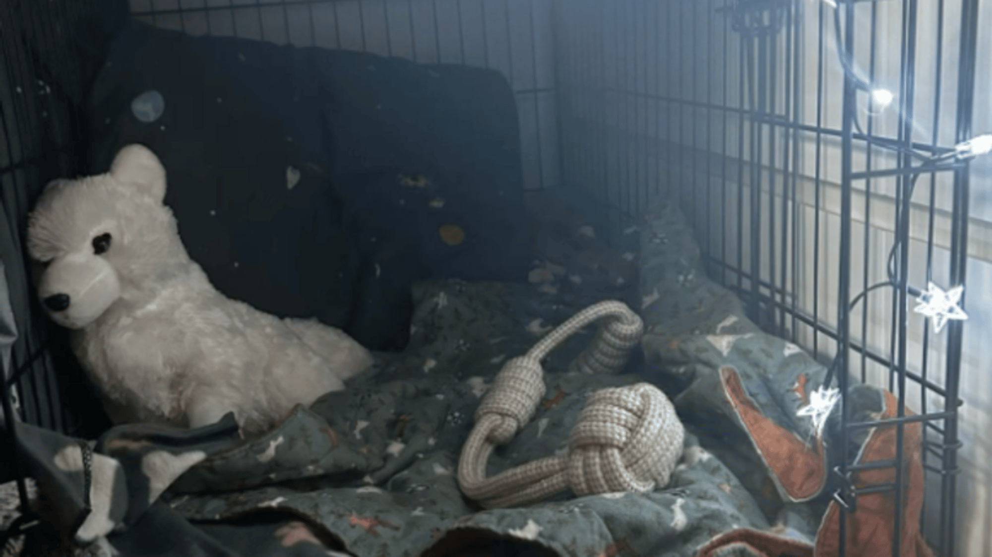 PET STORE