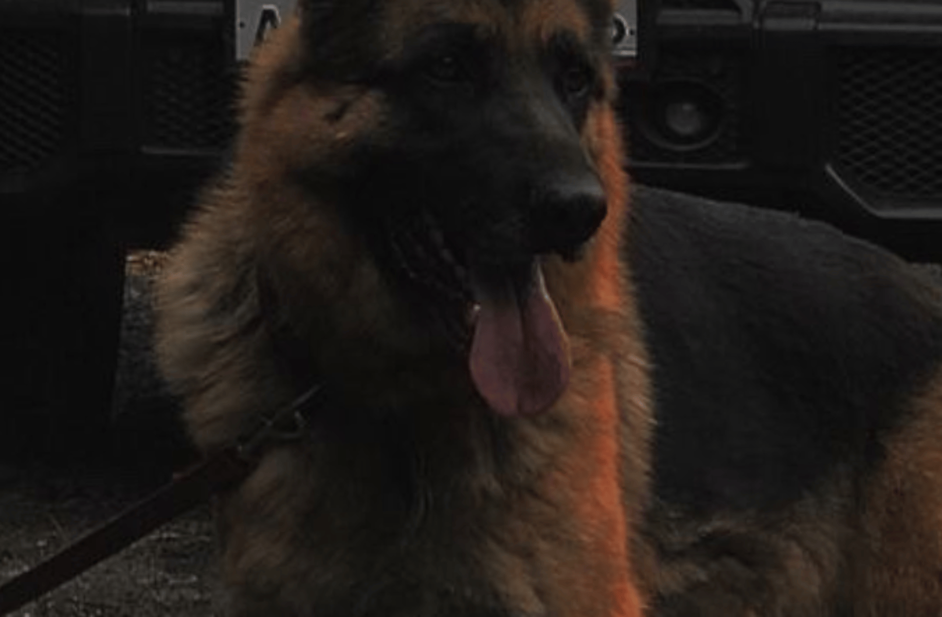 Rocky pet dog Dopple.ai