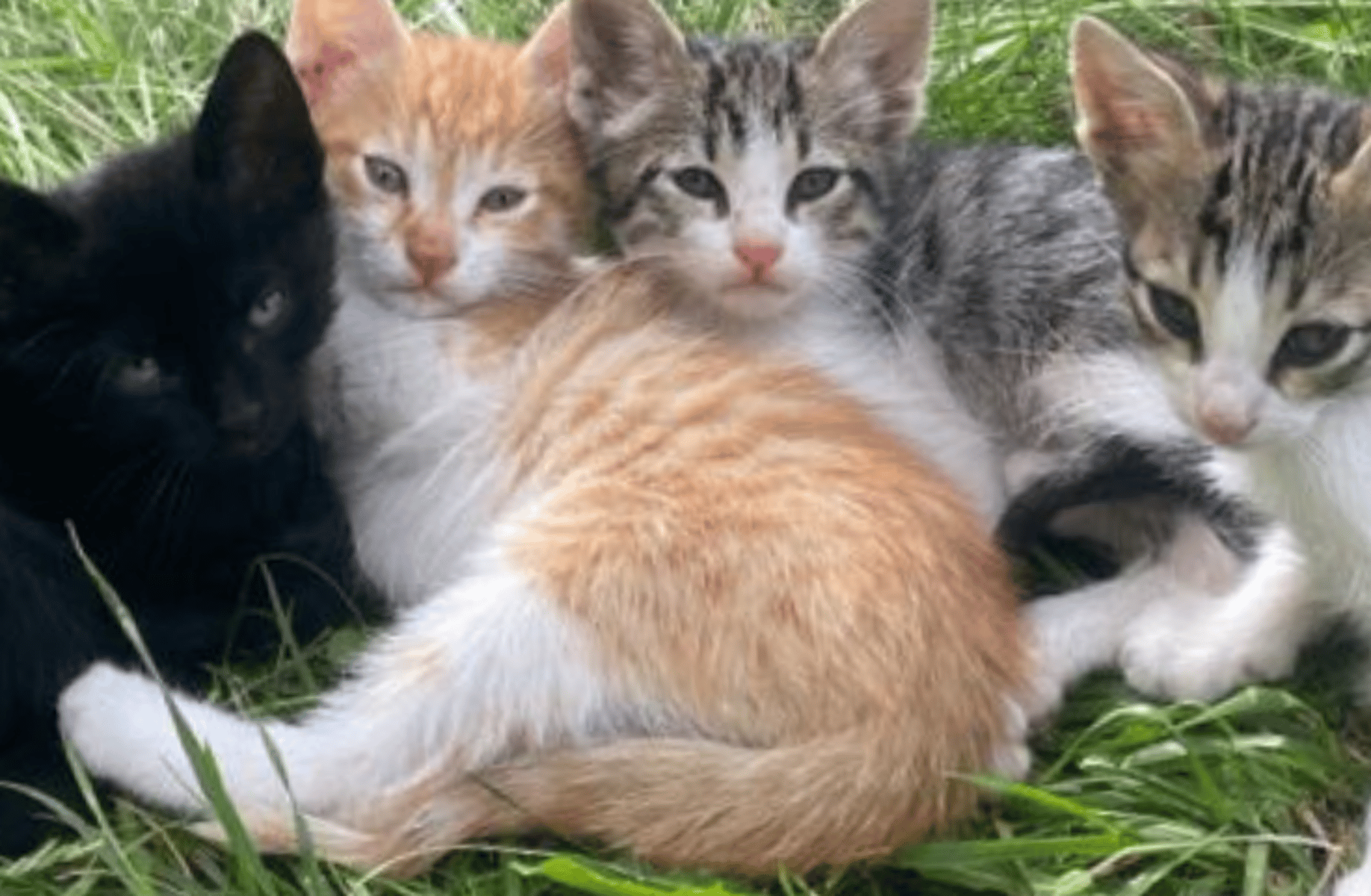 Fluffy Cats