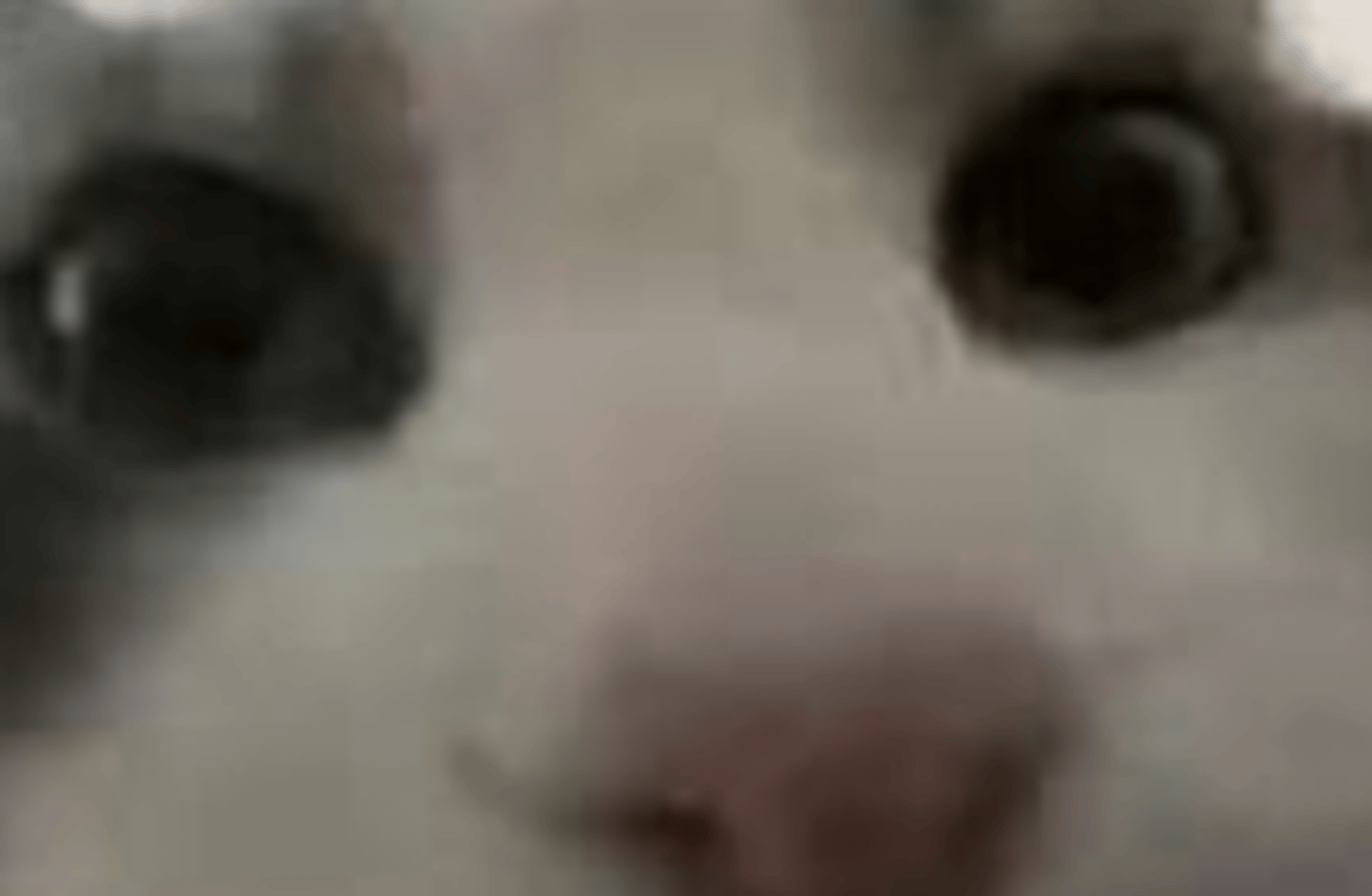 silly cat