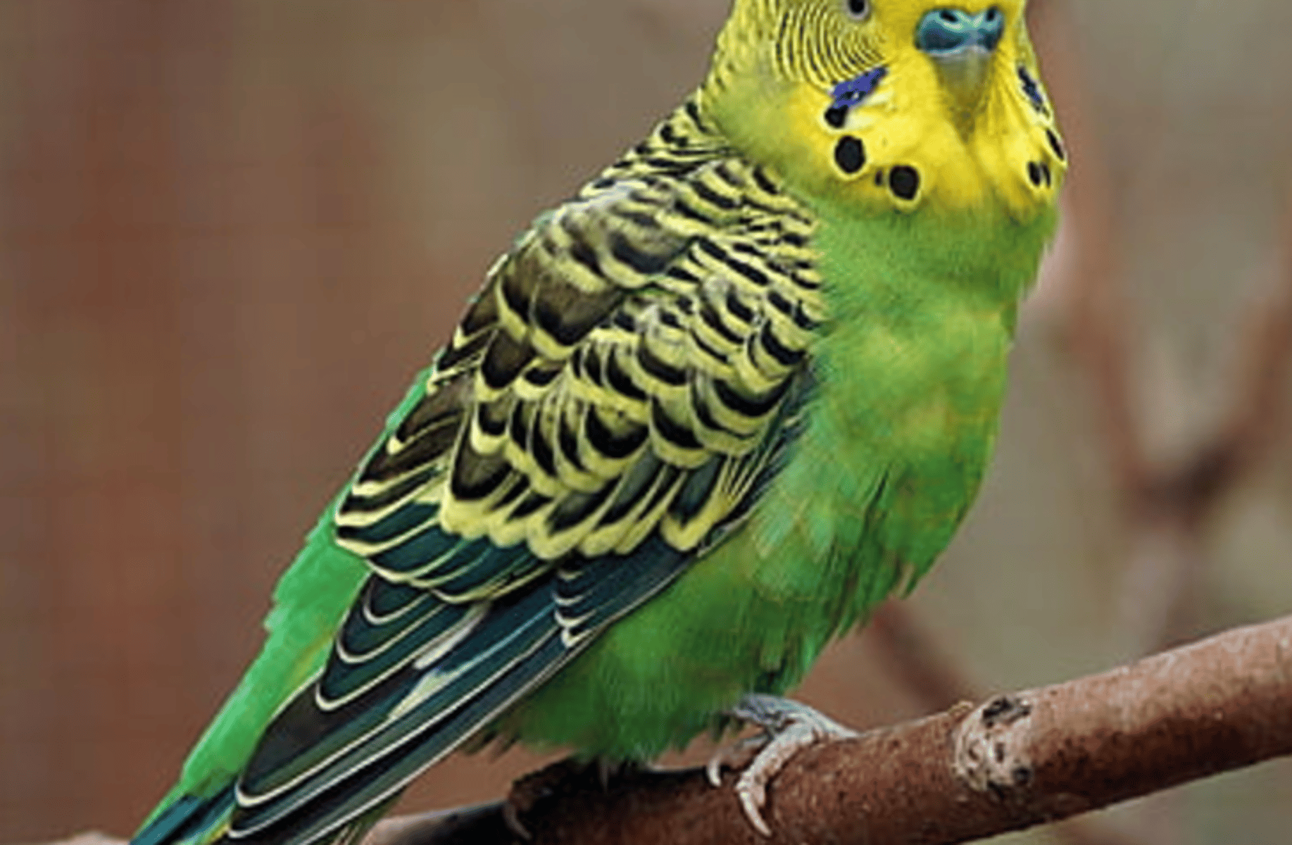 Budgie