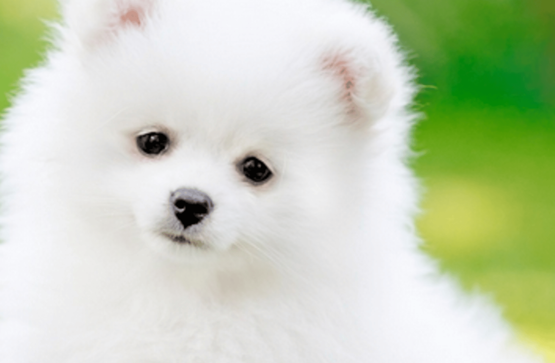 Romeo