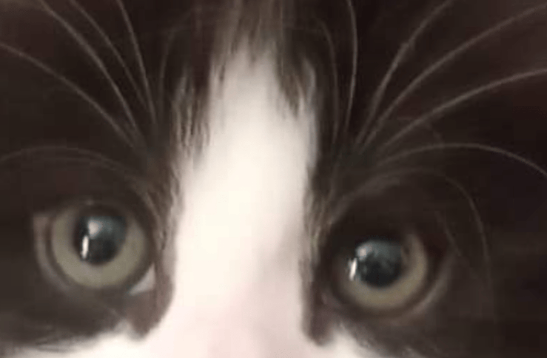 puffy (memerbeast6000)