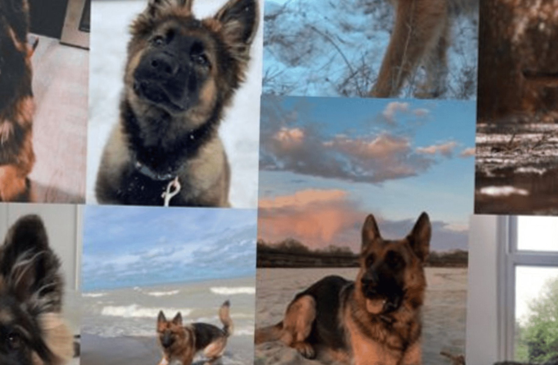 German Shepherd
