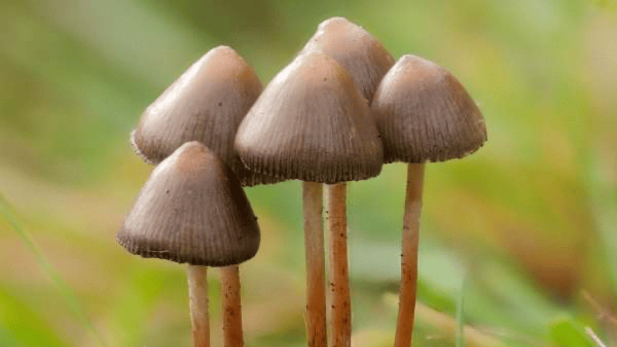 a literal mushroom