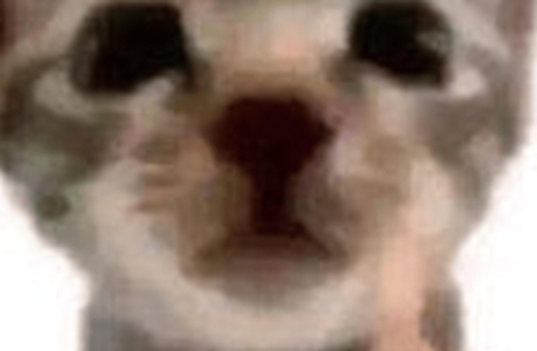 Boomcat