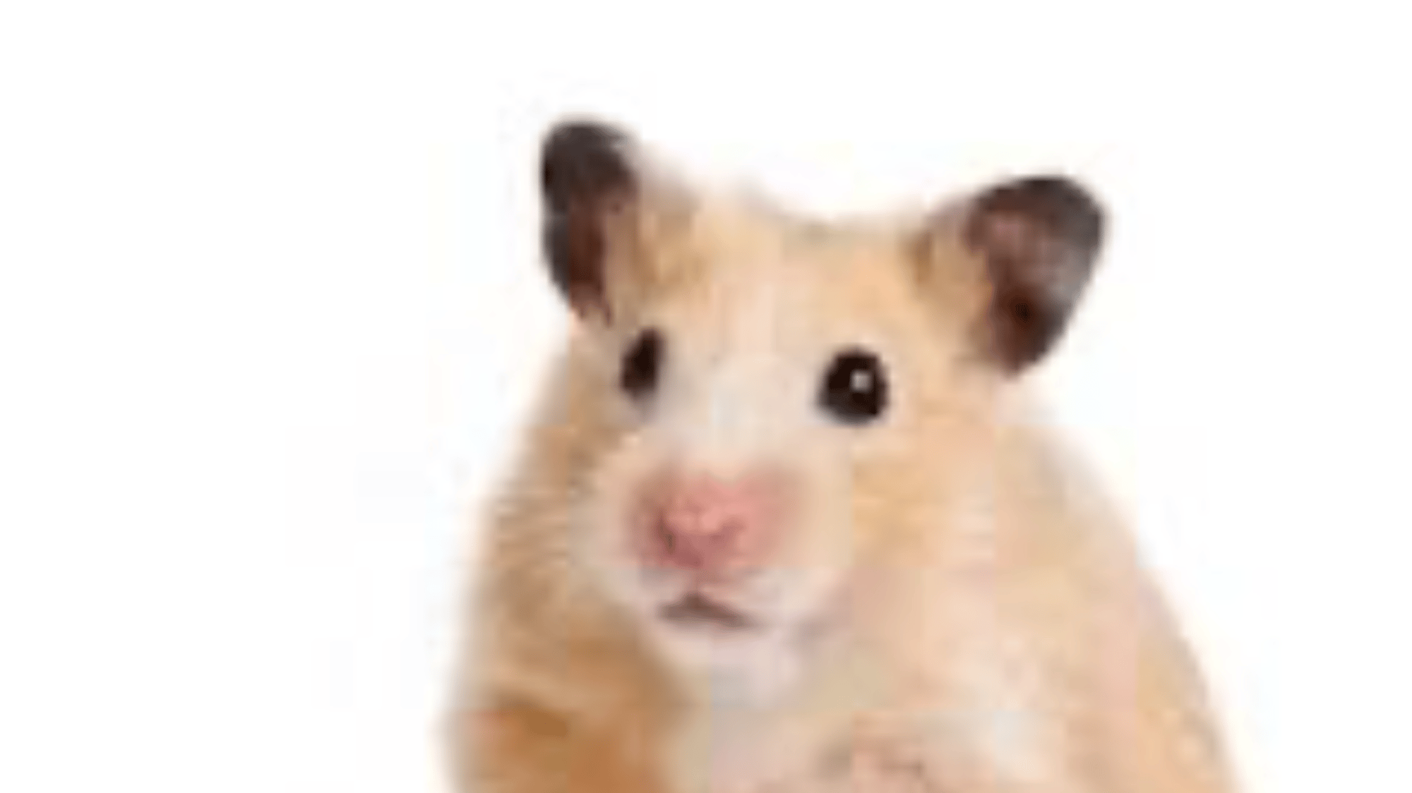 Hamster