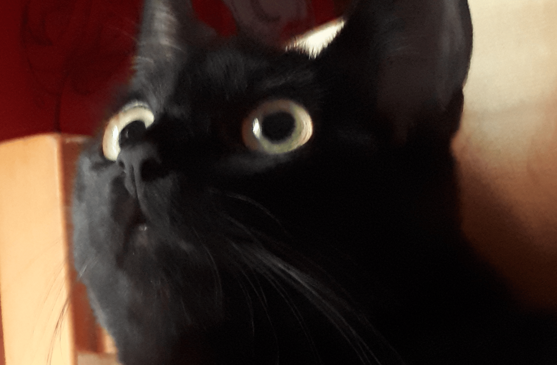 Cat-zawa
