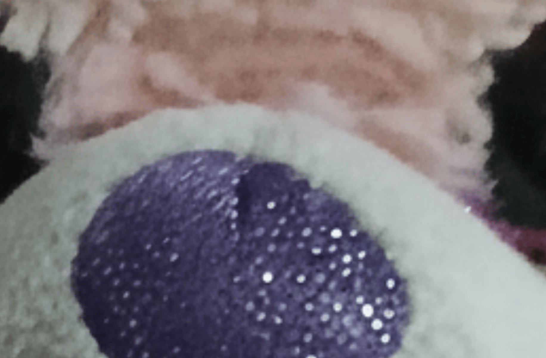 David the teddy bear