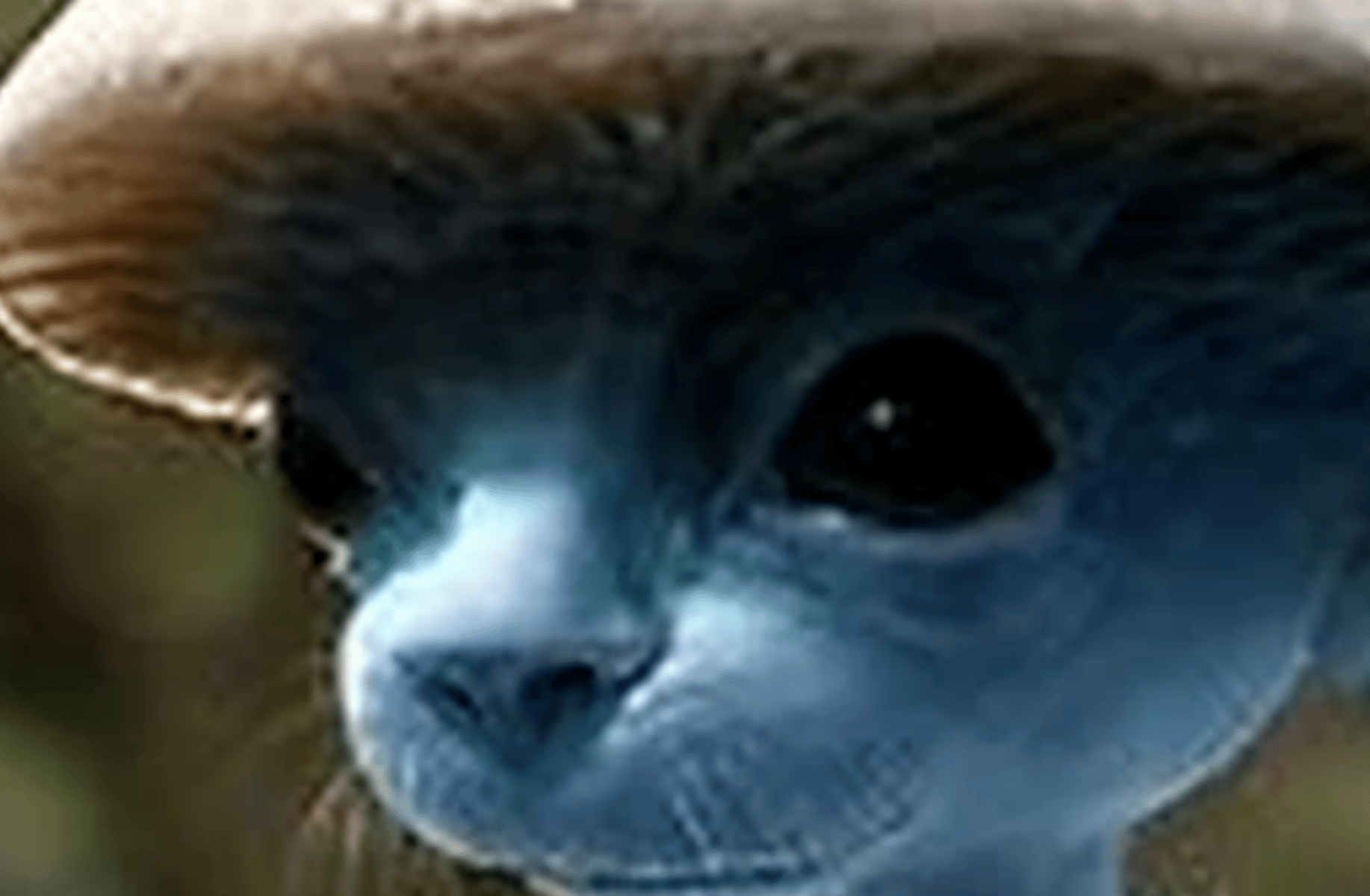 SMURF CAT