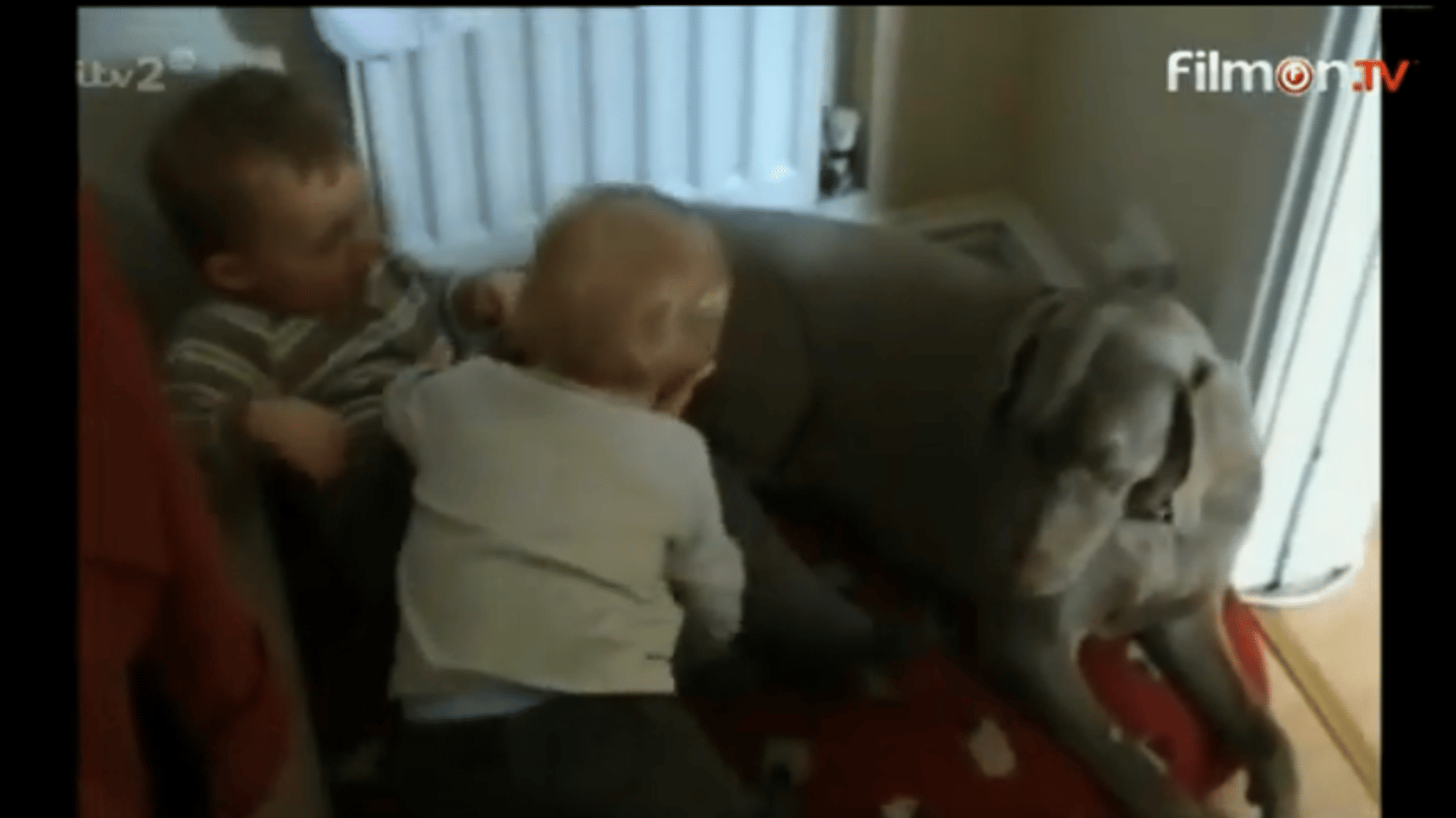 Boy