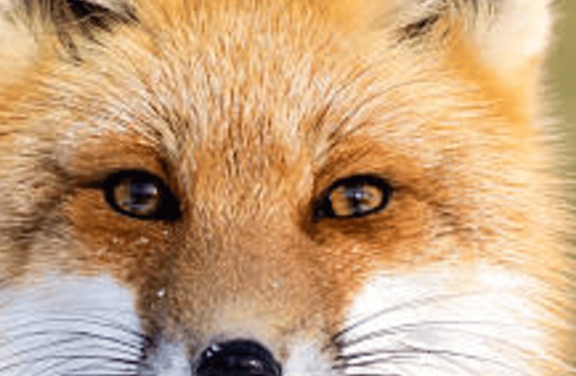 Foxo
