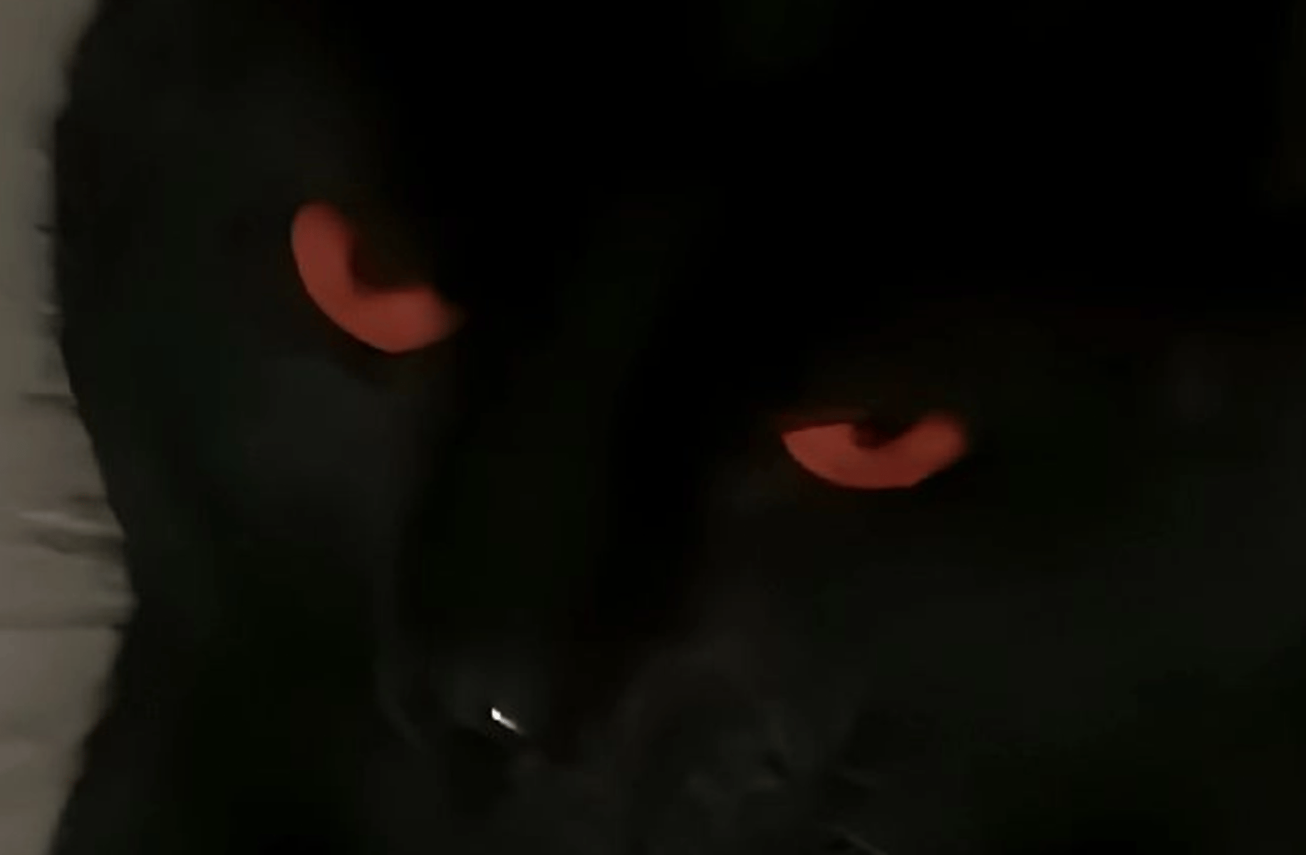 Toji fushiguro