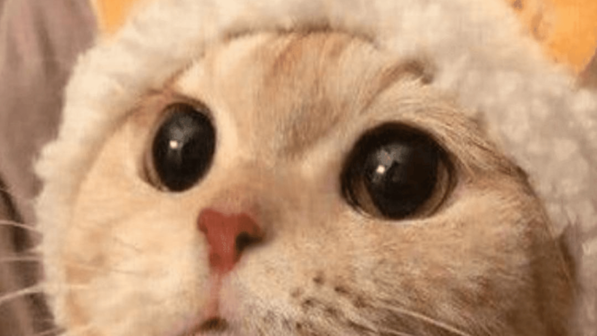 A cat (cute)