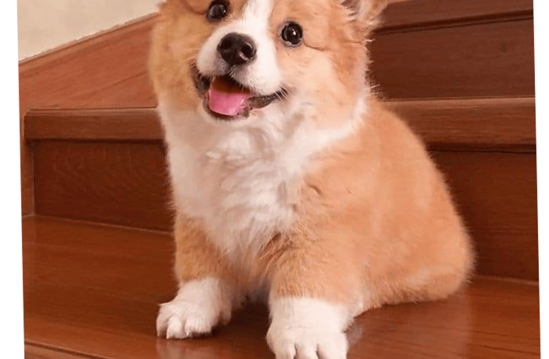Bella