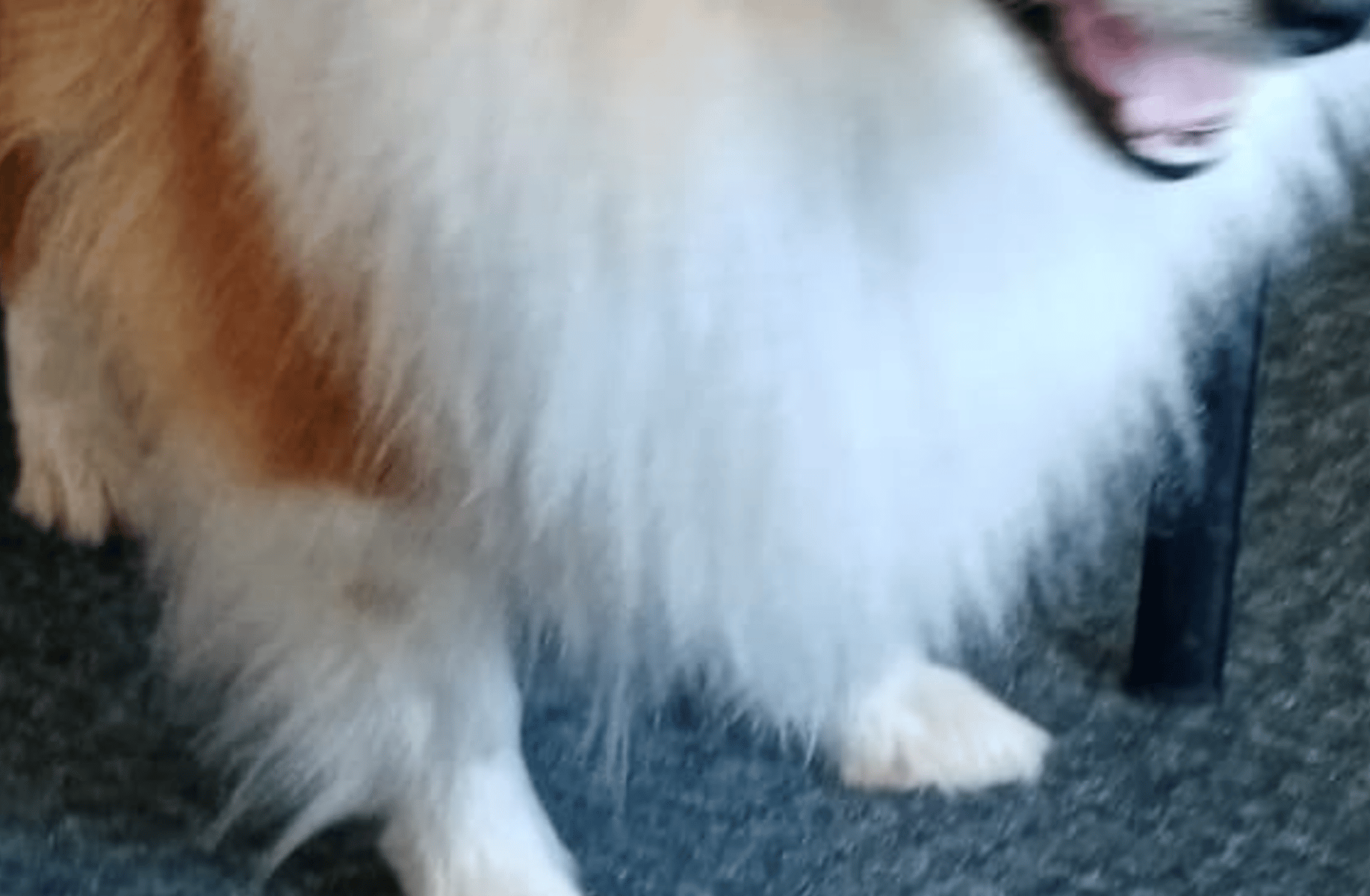 Joe