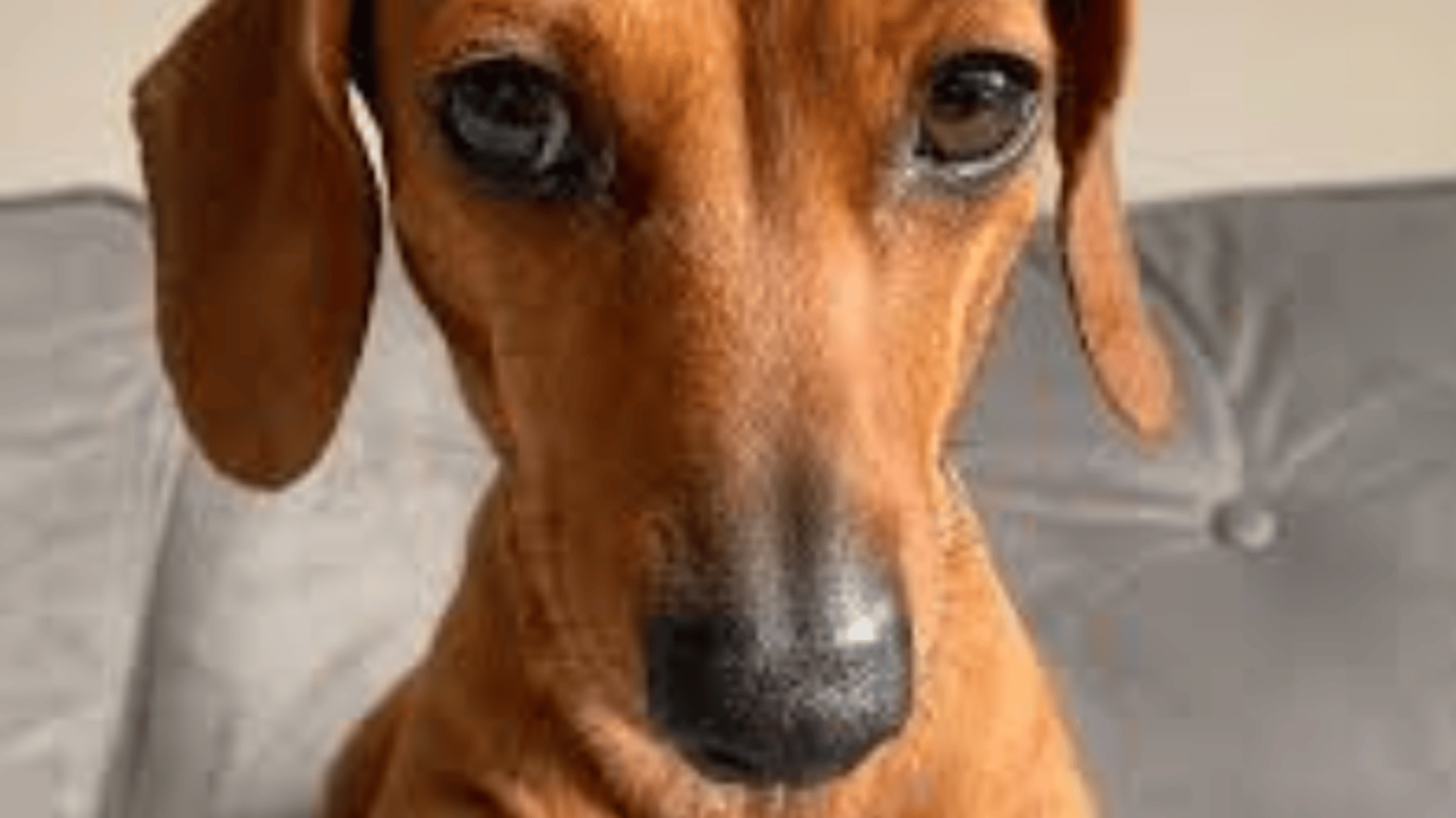 james the dog
