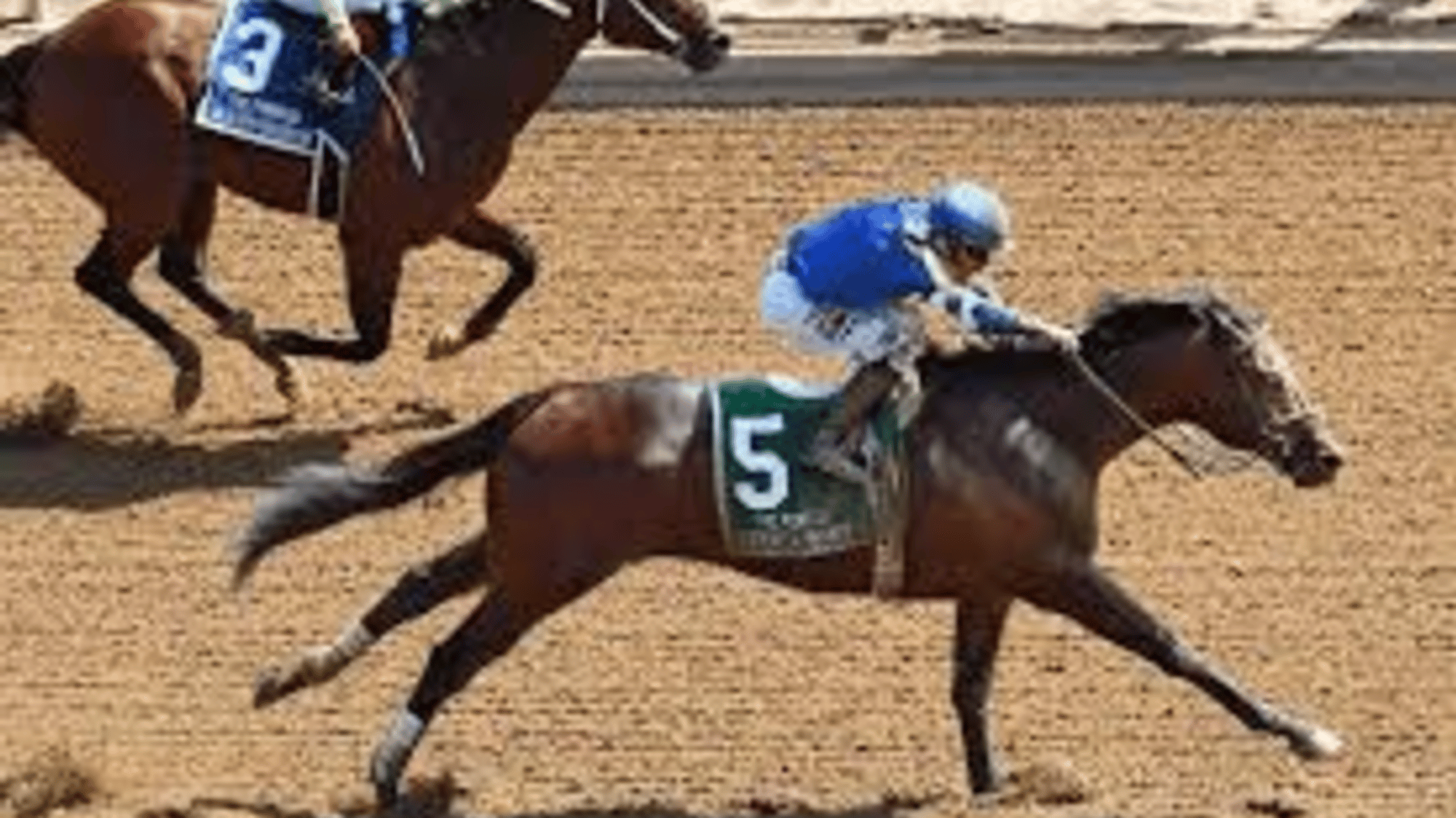 Race Horse Stallion