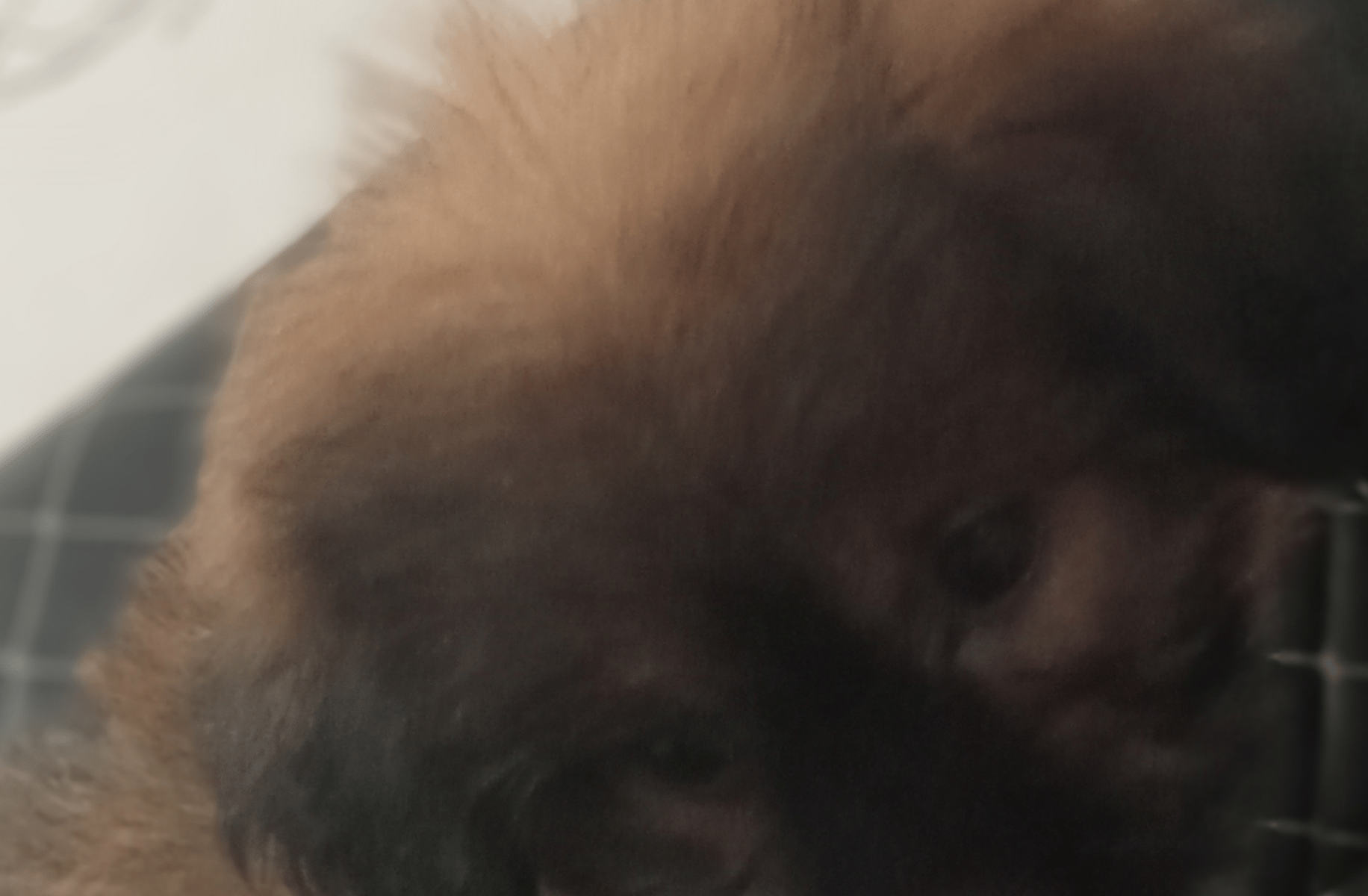 Aurora(ur dog)