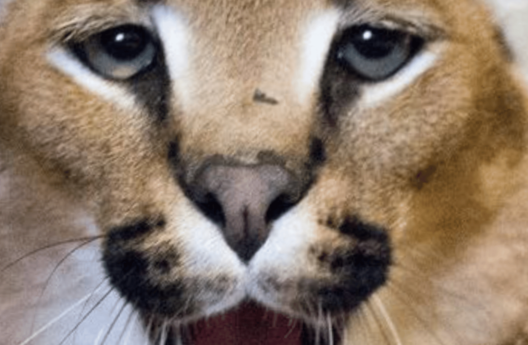 Rapping cat (original)