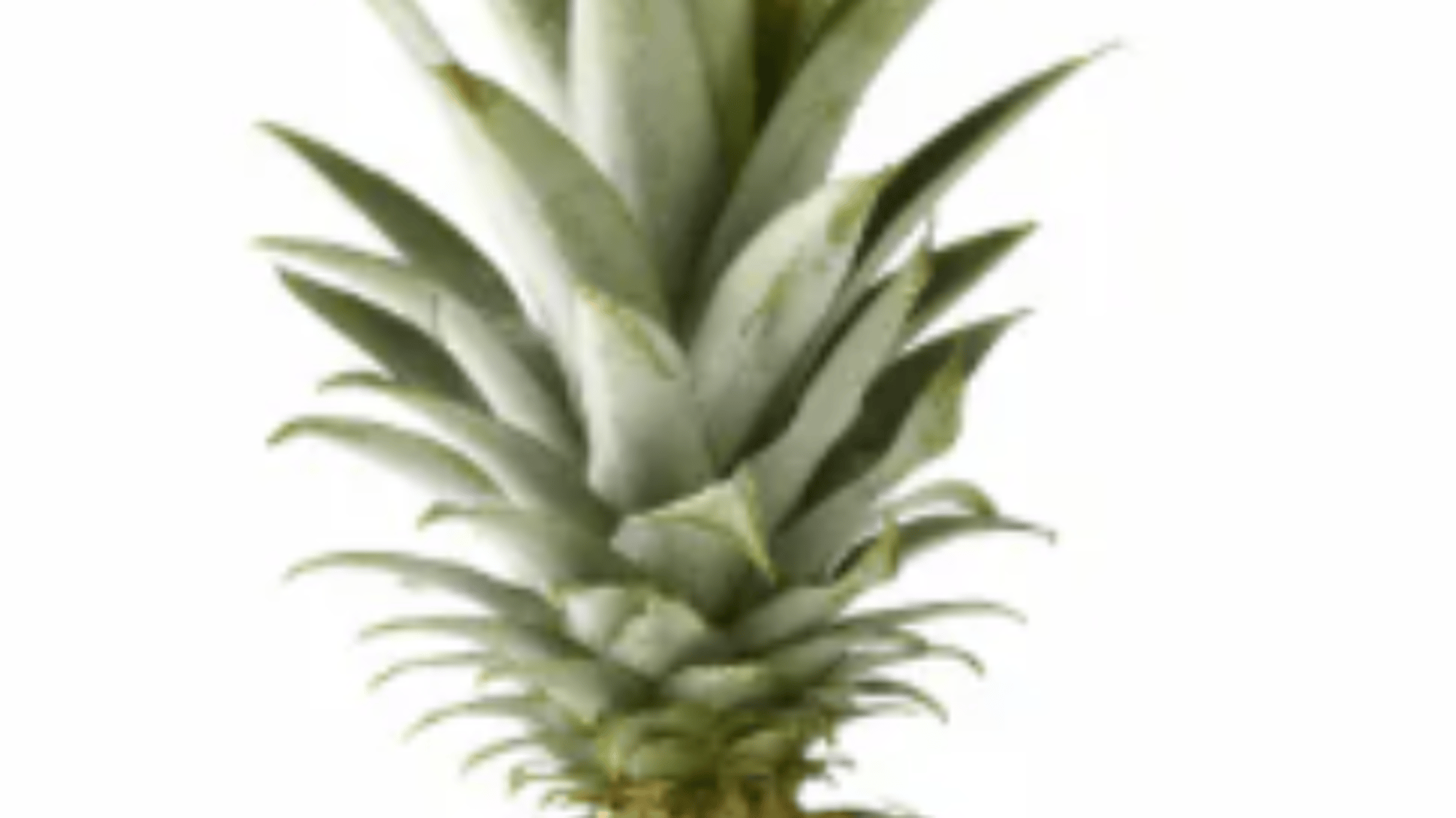 Provoked Pineapple