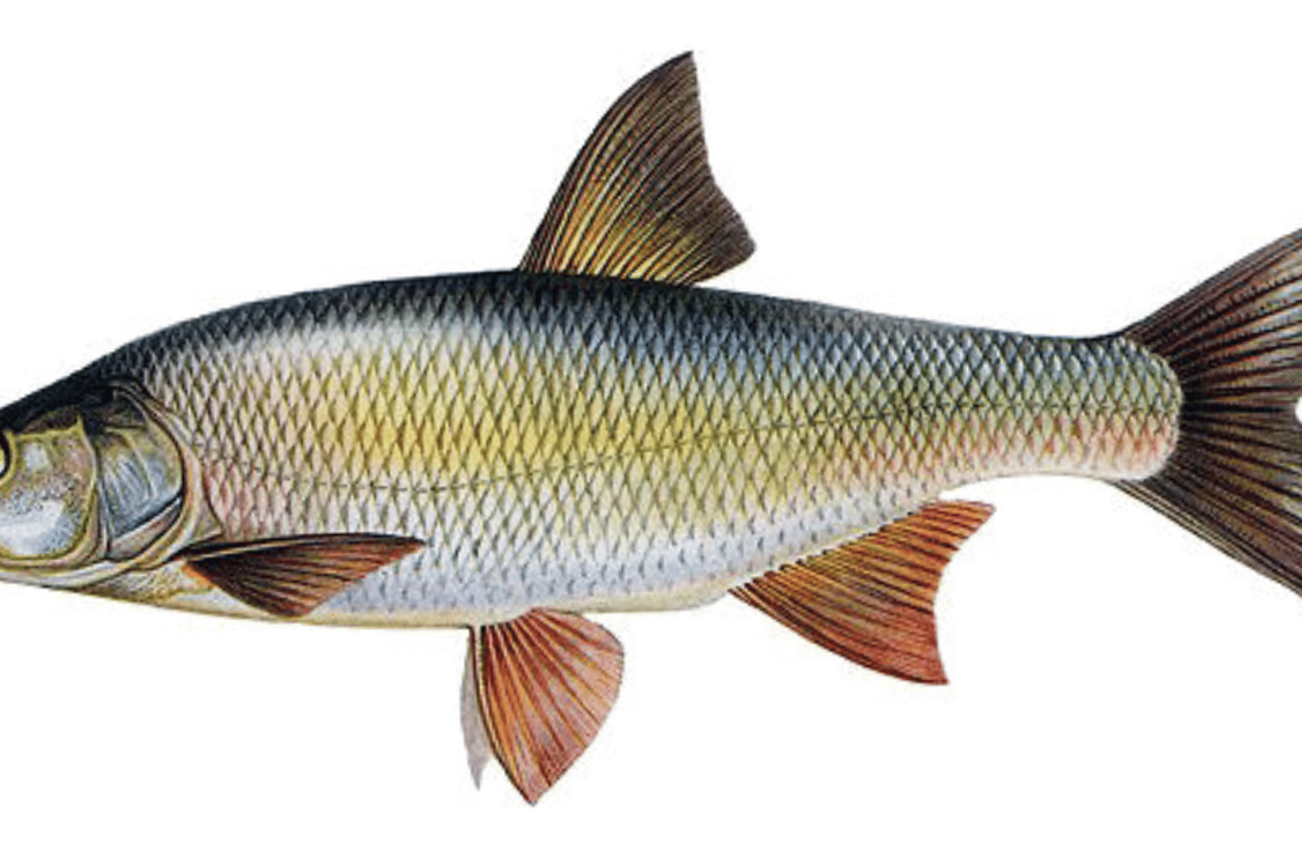 Le poisson steve