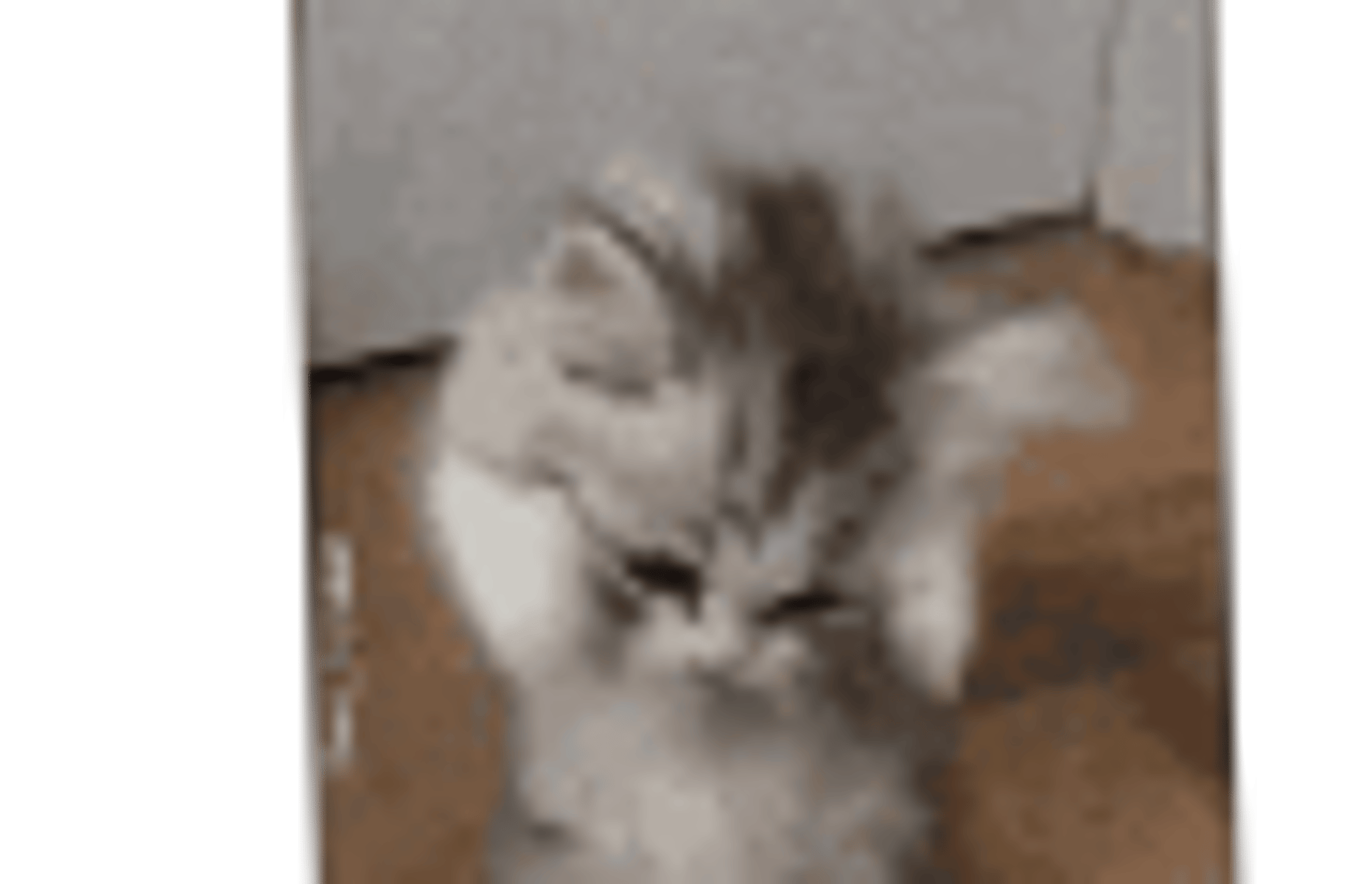 Poppy