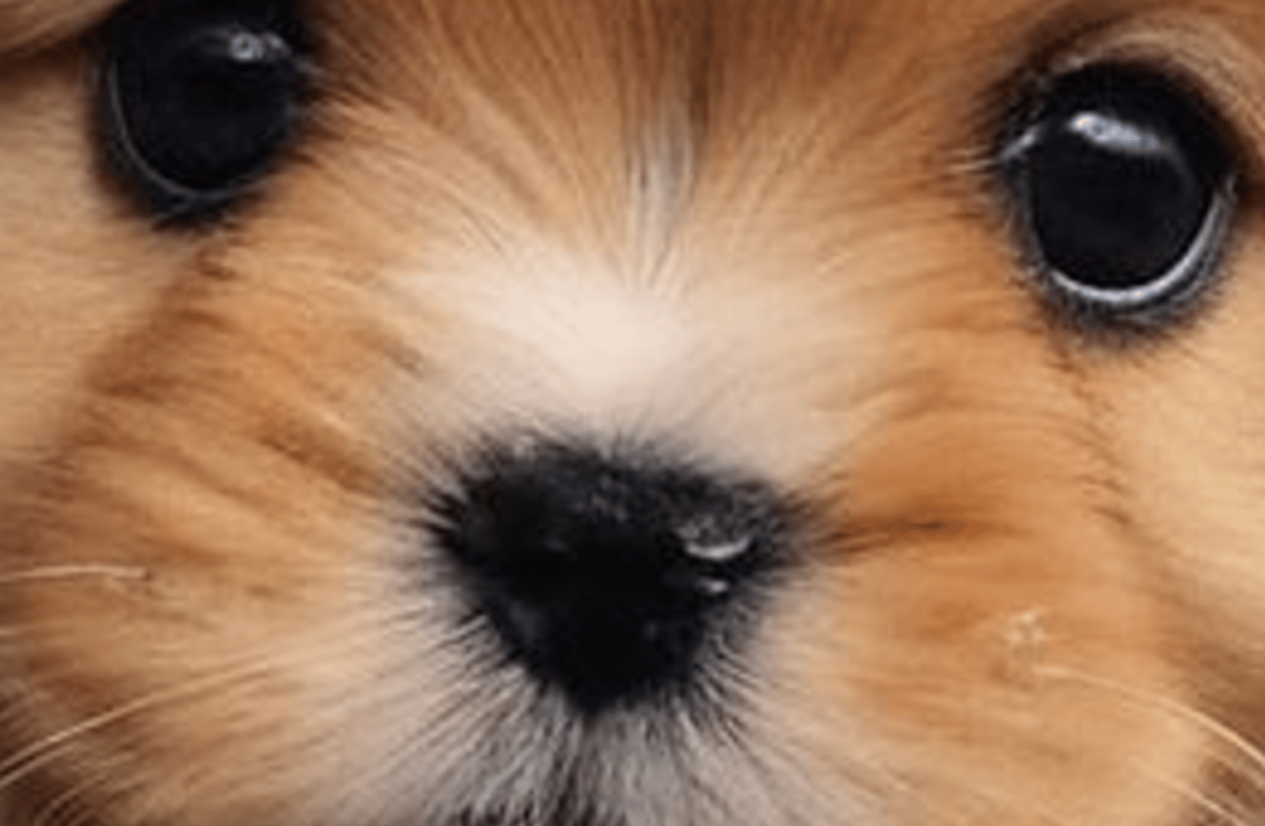 Joe the doggy