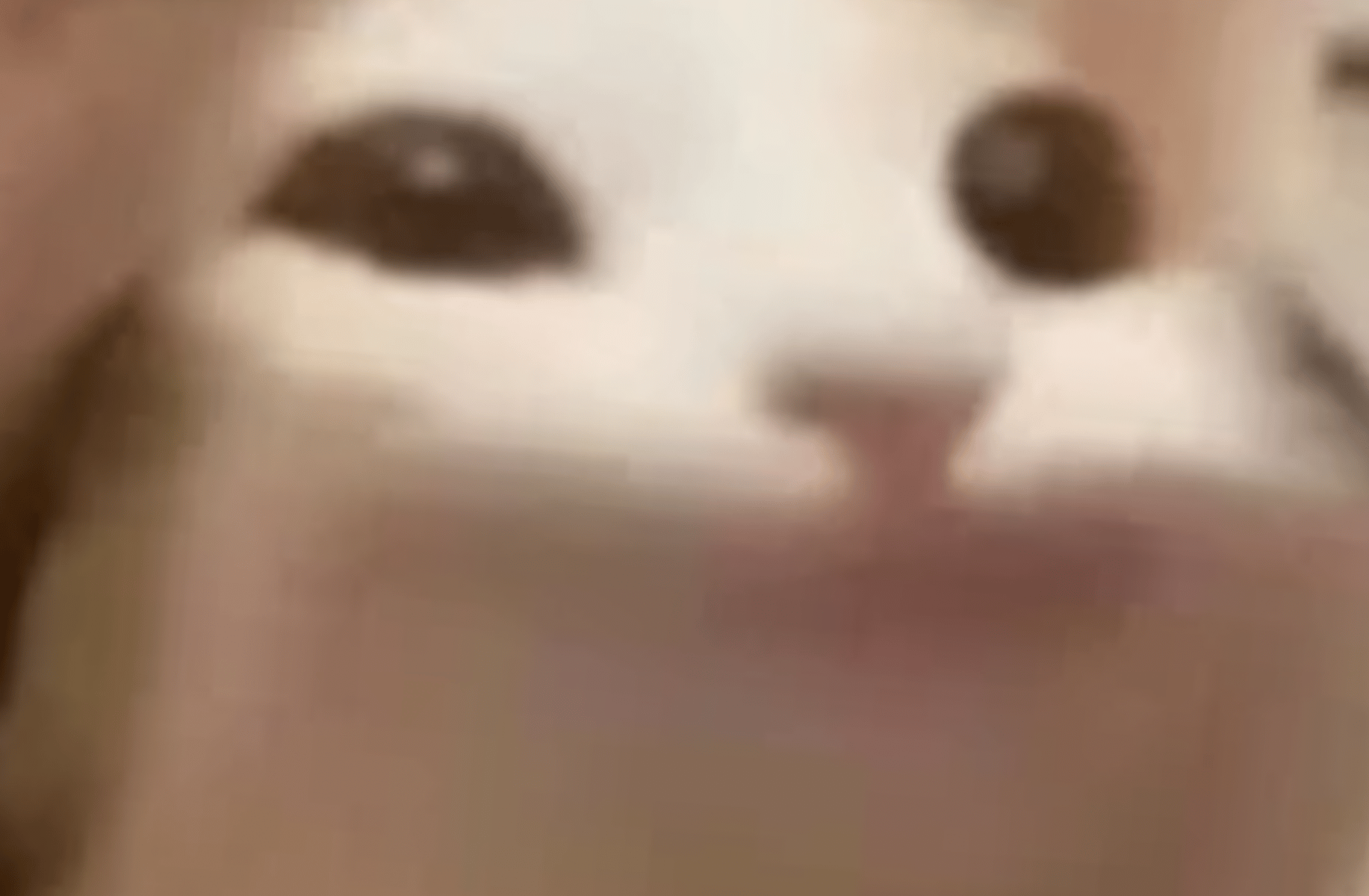 Popcat